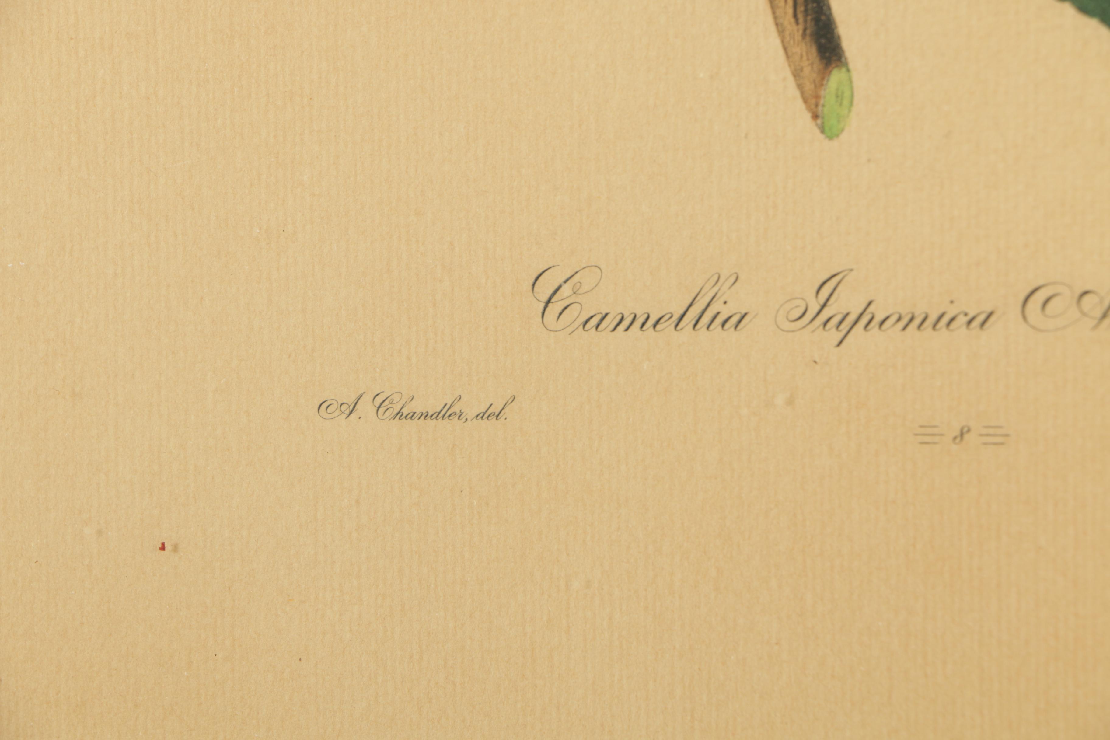 Two Chromolithograph Prints on Paper of Flowers