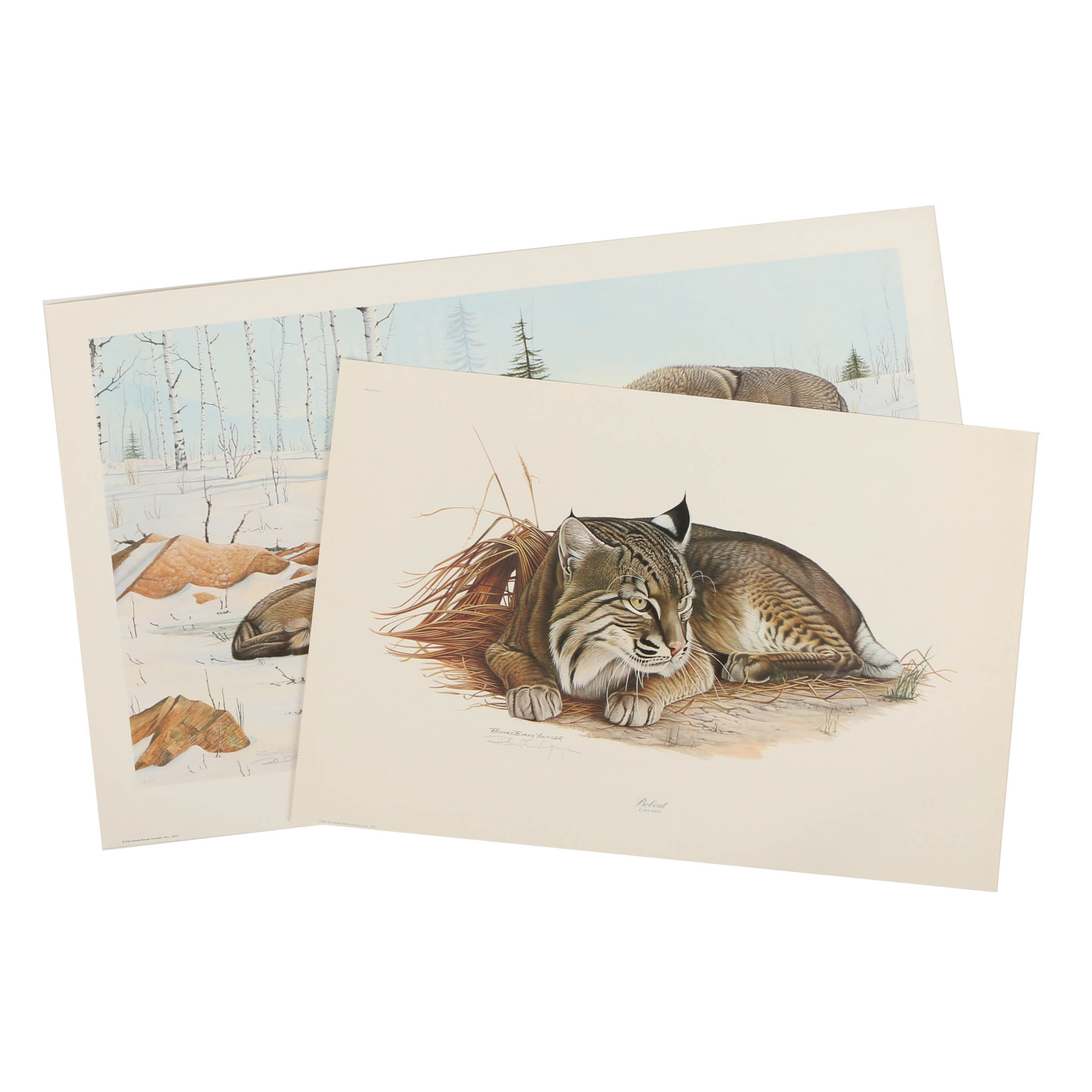 Richard Evans Younger Offset Lithographs "Bobcat" and "Eastern Timber Wolf"