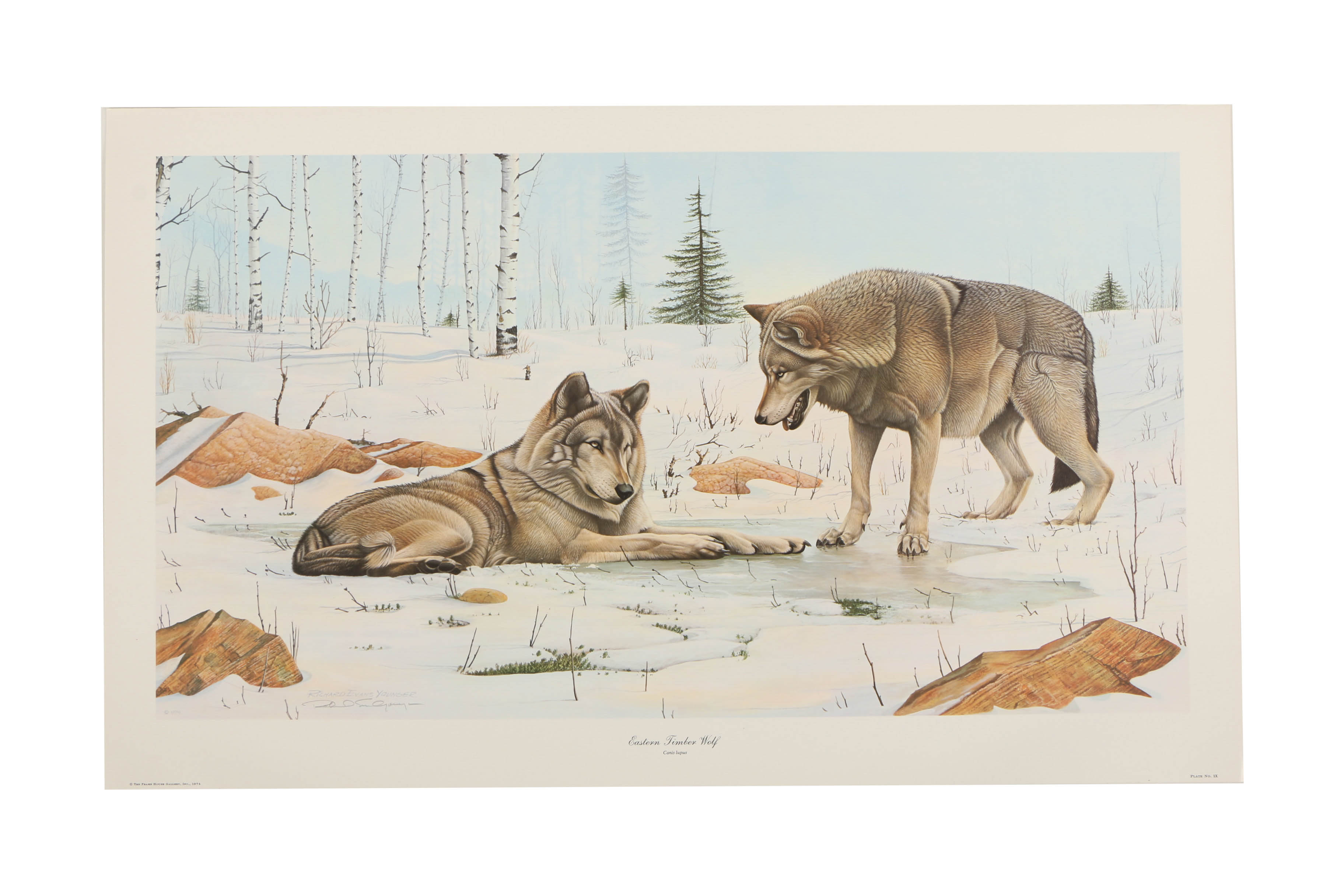 Richard Evans Younger Offset Lithographs "Bobcat" and "Eastern Timber Wolf"