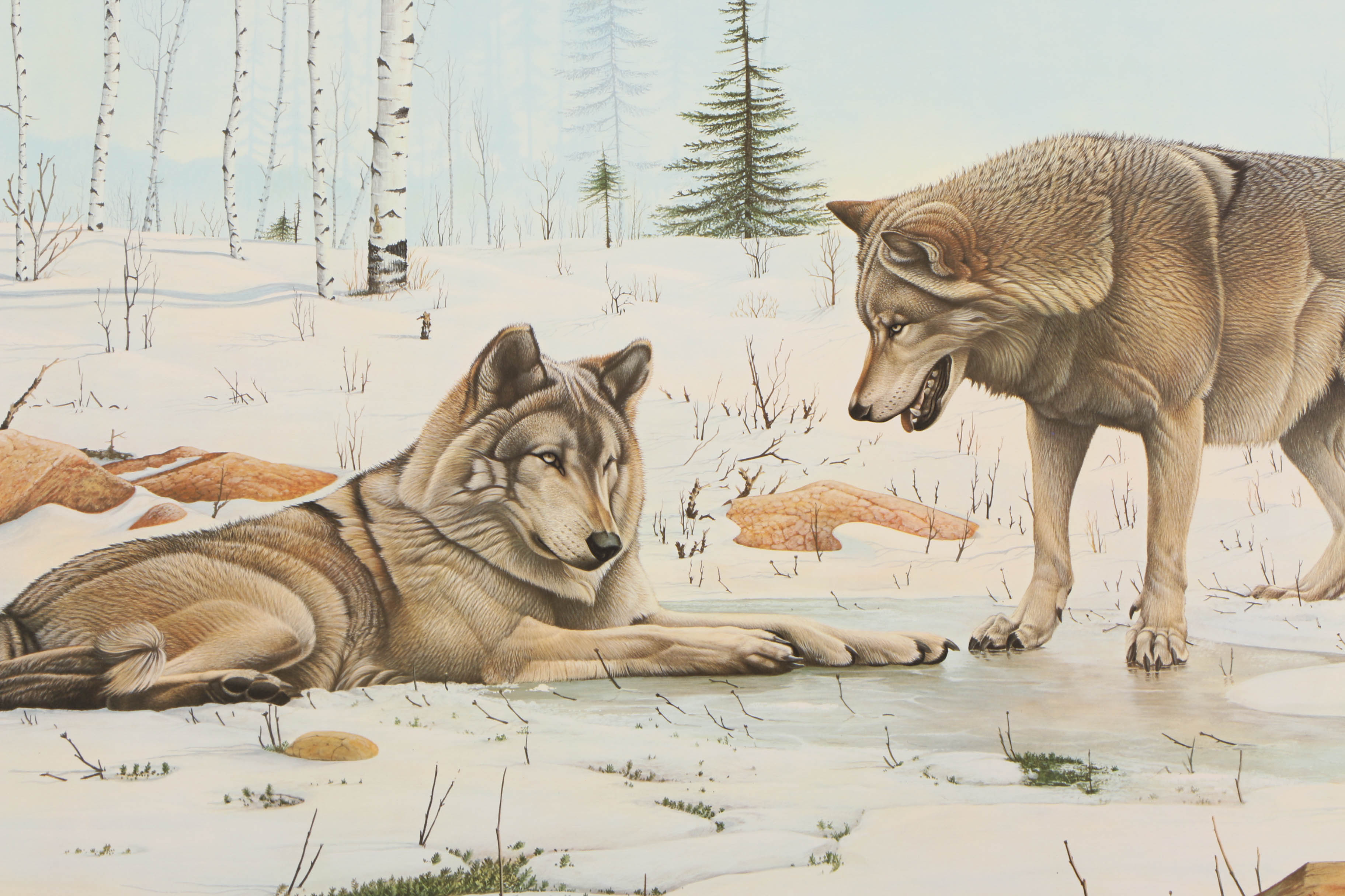Richard Evans Younger Offset Lithographs "Bobcat" and "Eastern Timber Wolf"