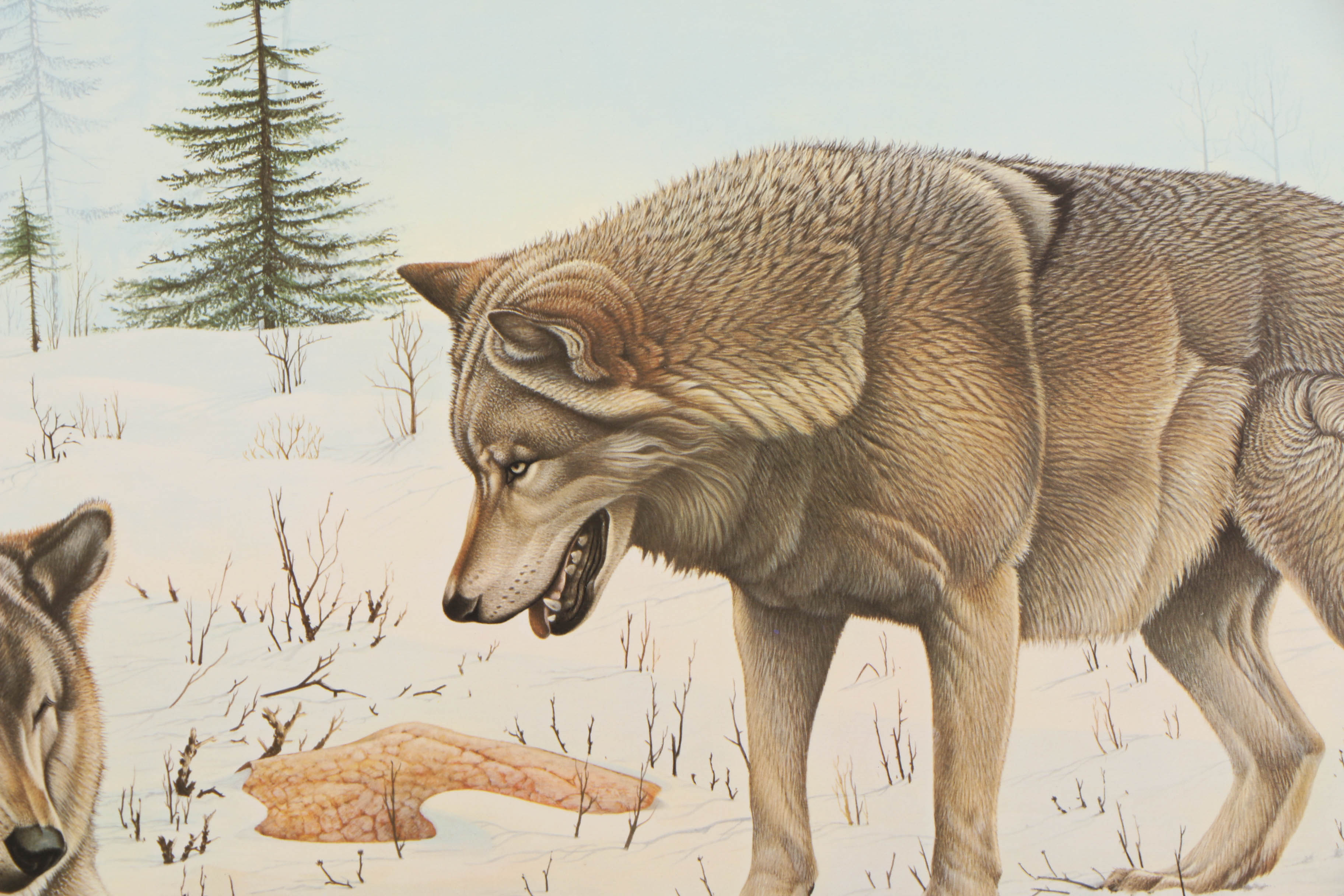 Richard Evans Younger Offset Lithographs "Bobcat" and "Eastern Timber Wolf"