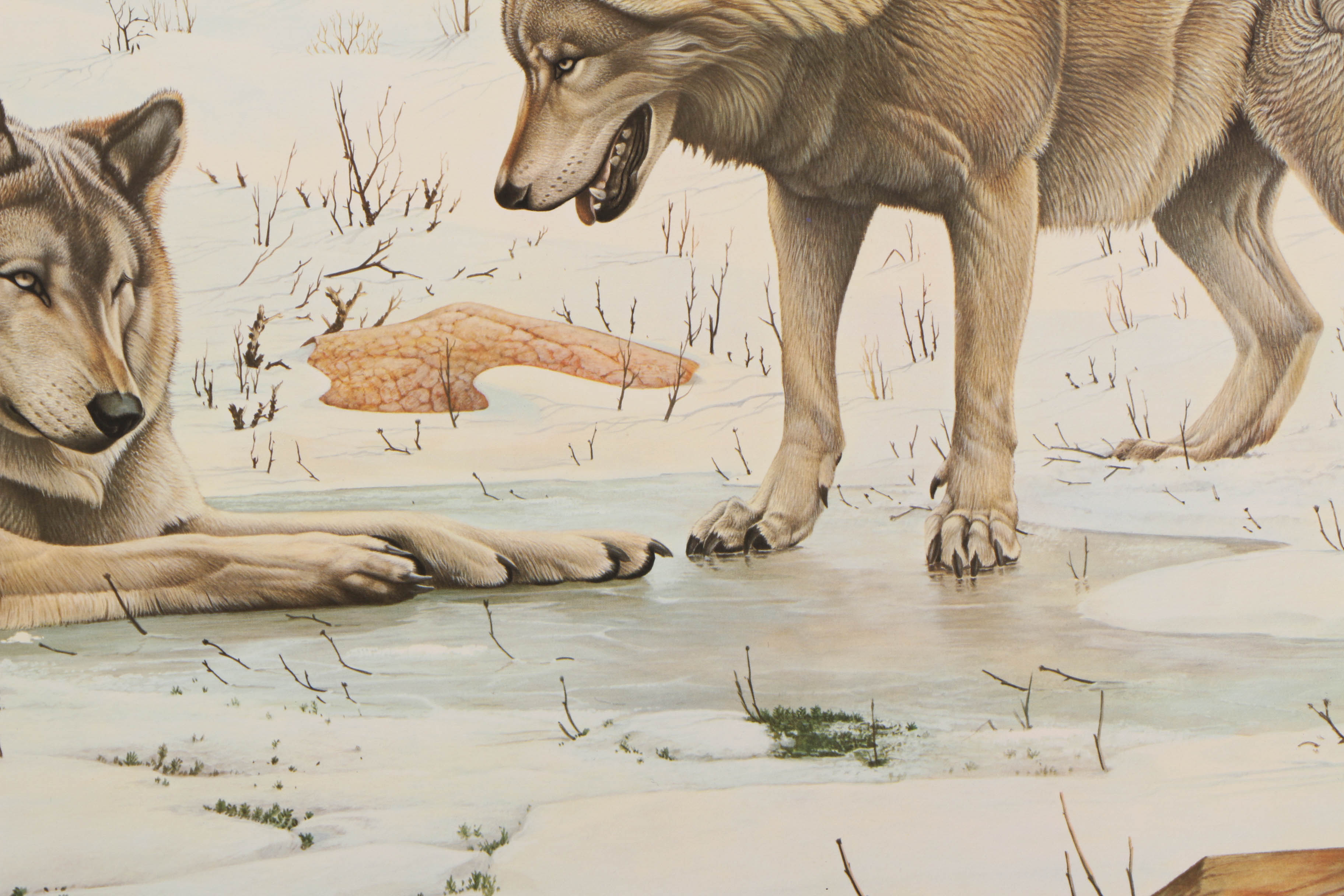 Richard Evans Younger Offset Lithographs "Bobcat" and "Eastern Timber Wolf"