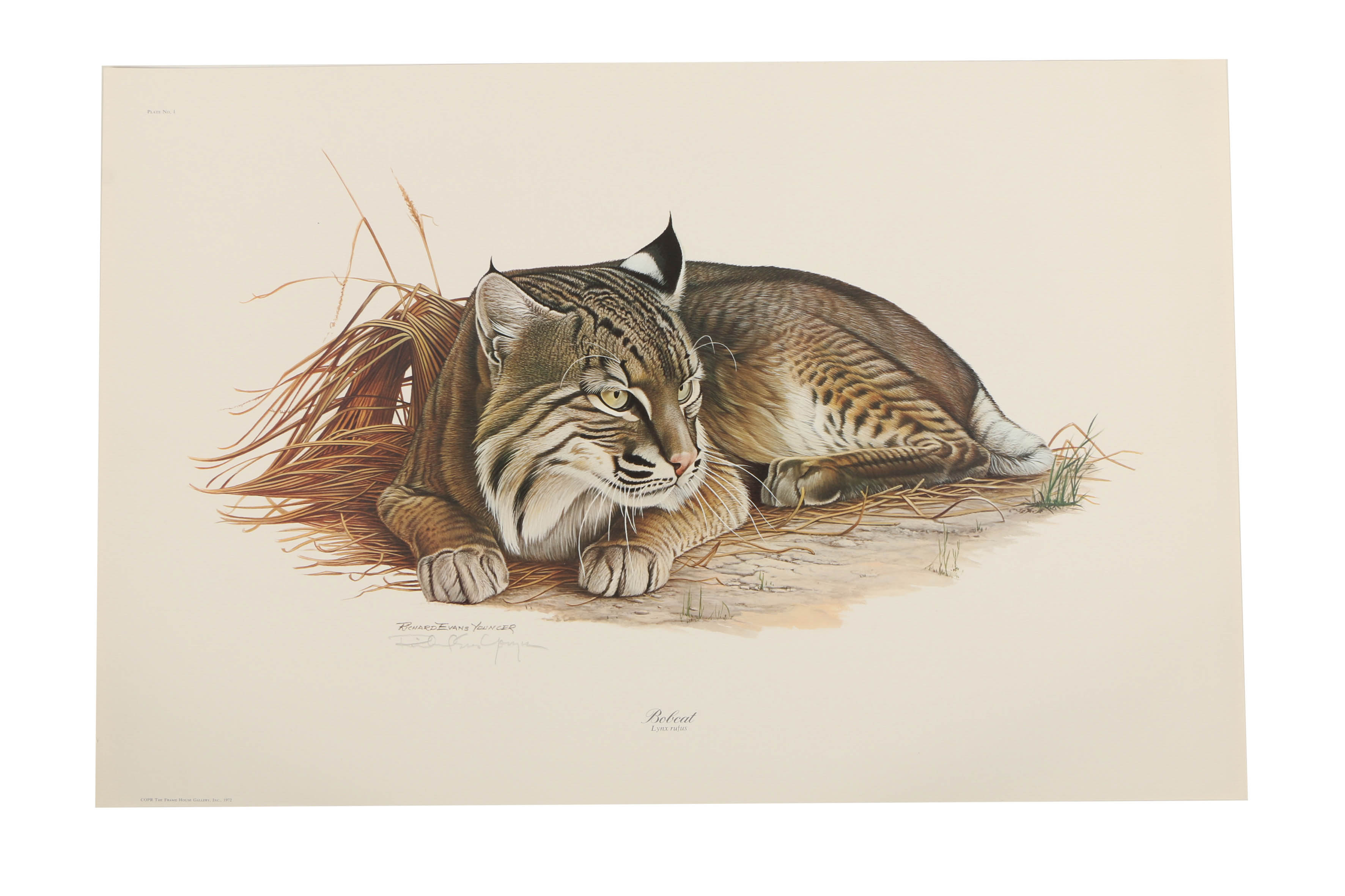 Richard Evans Younger Offset Lithographs "Bobcat" and "Eastern Timber Wolf"