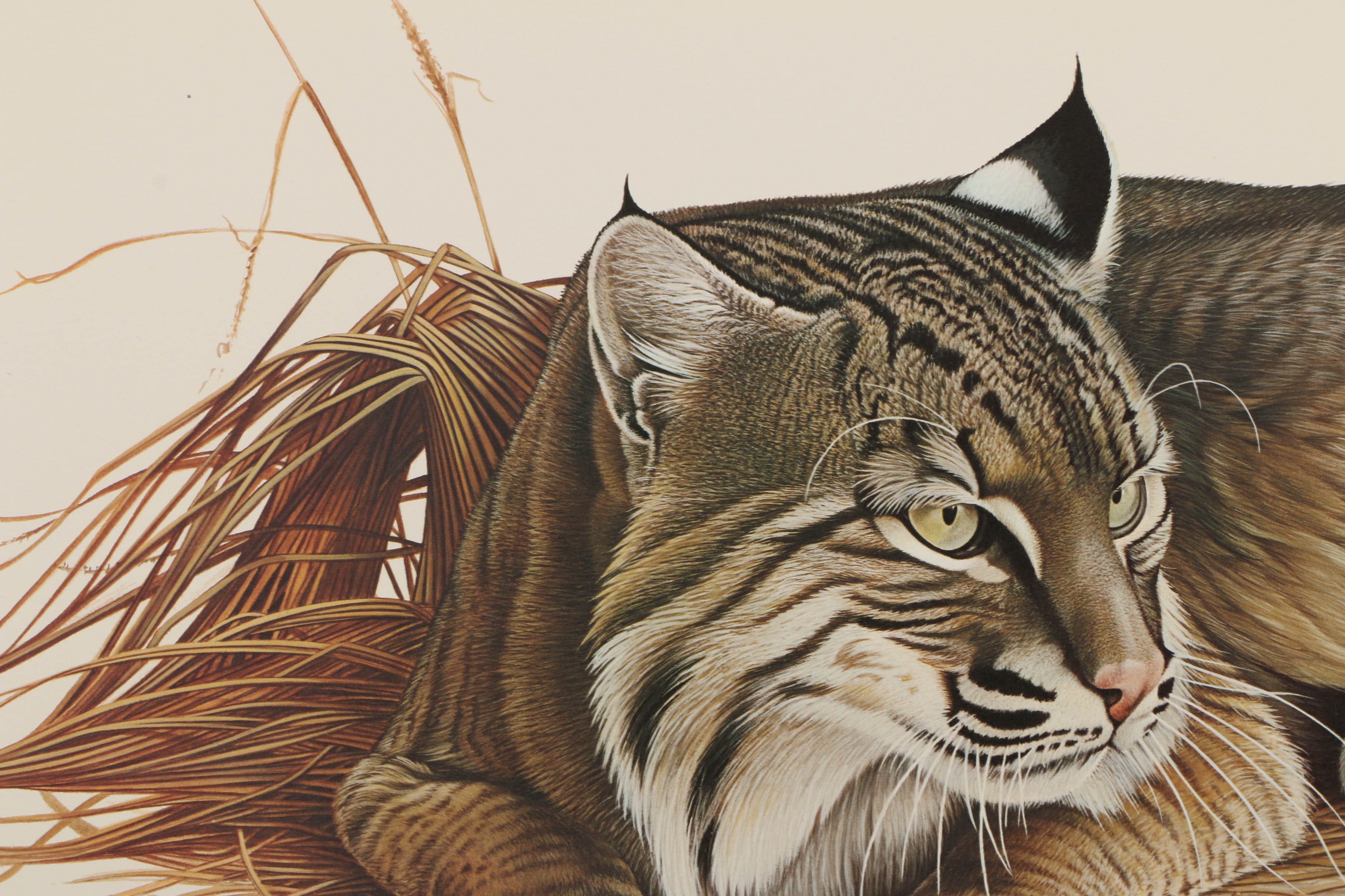 Richard Evans Younger Offset Lithographs "Bobcat" and "Eastern Timber Wolf"