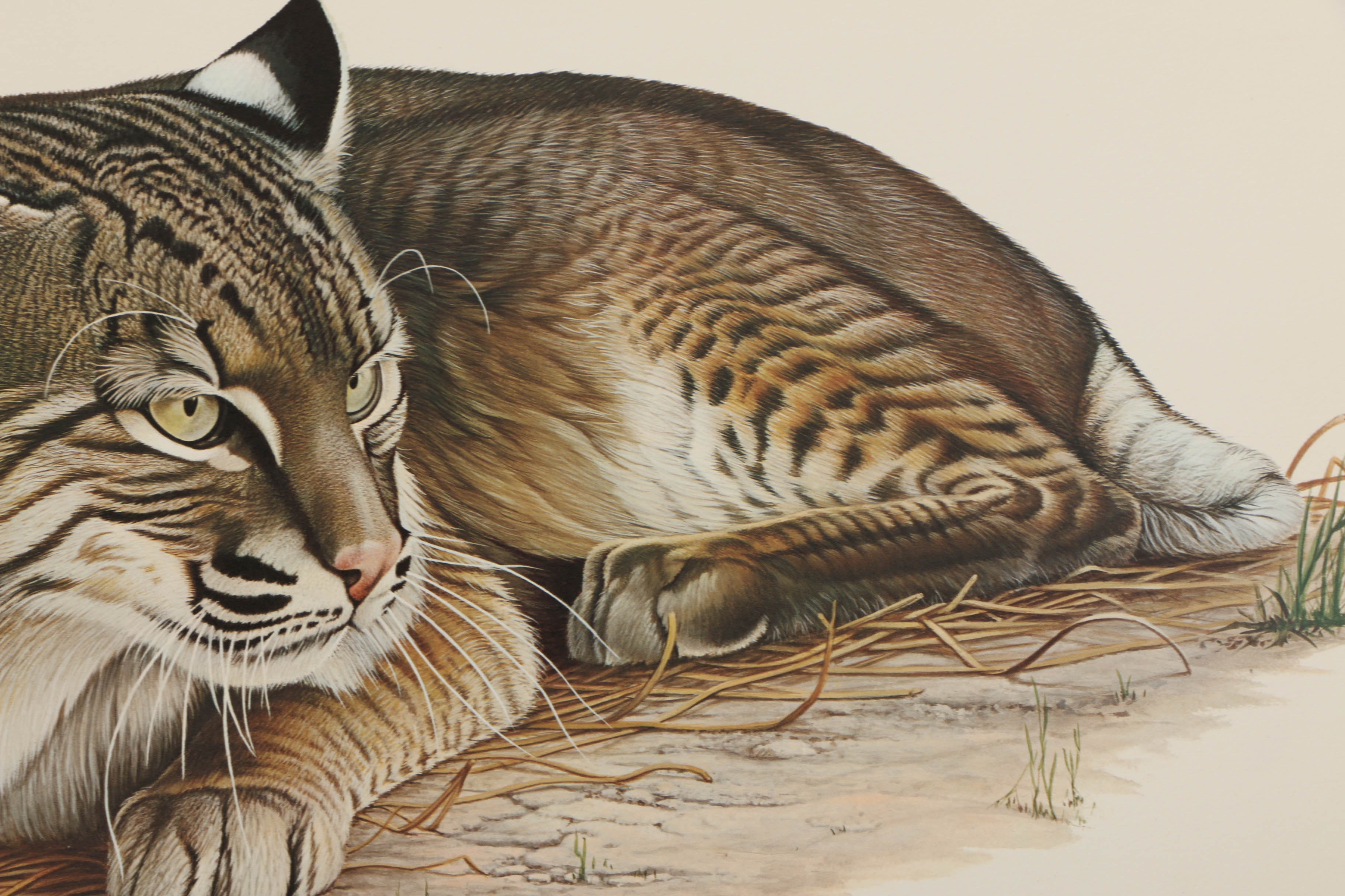 Richard Evans Younger Offset Lithographs "Bobcat" and "Eastern Timber Wolf"