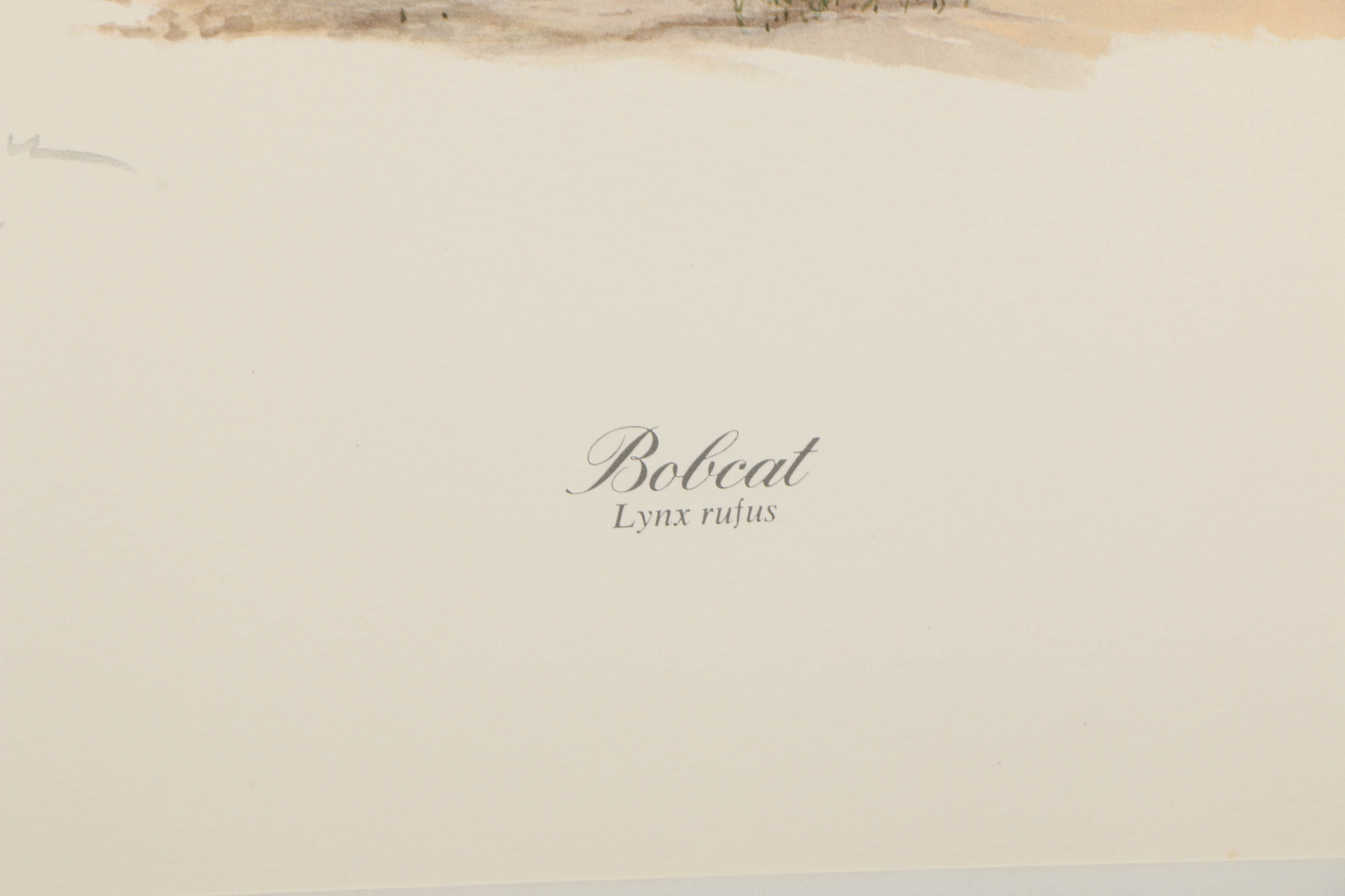 Richard Evans Younger Offset Lithographs "Bobcat" and "Eastern Timber Wolf"