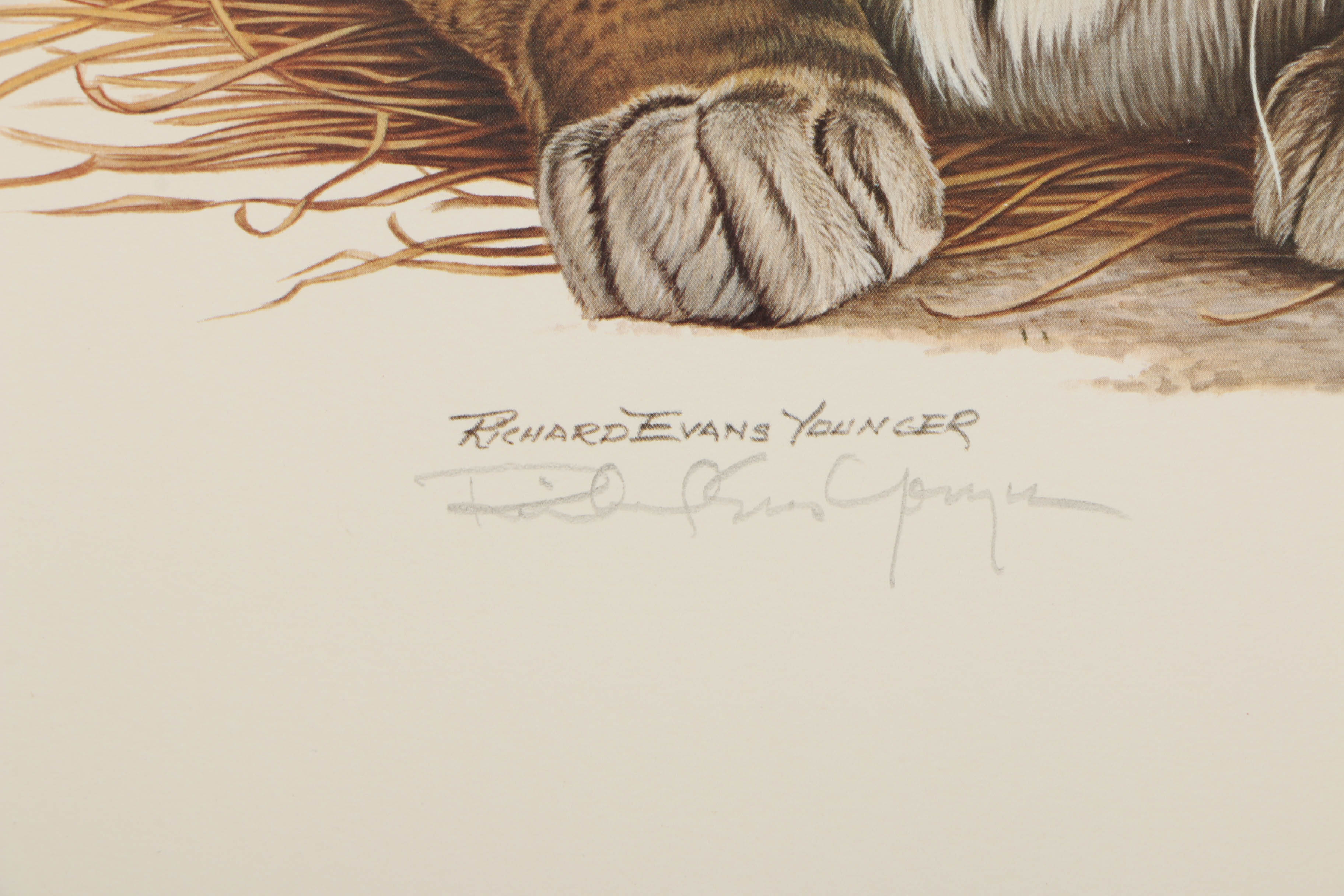 Richard Evans Younger Offset Lithographs "Bobcat" and "Eastern Timber Wolf"