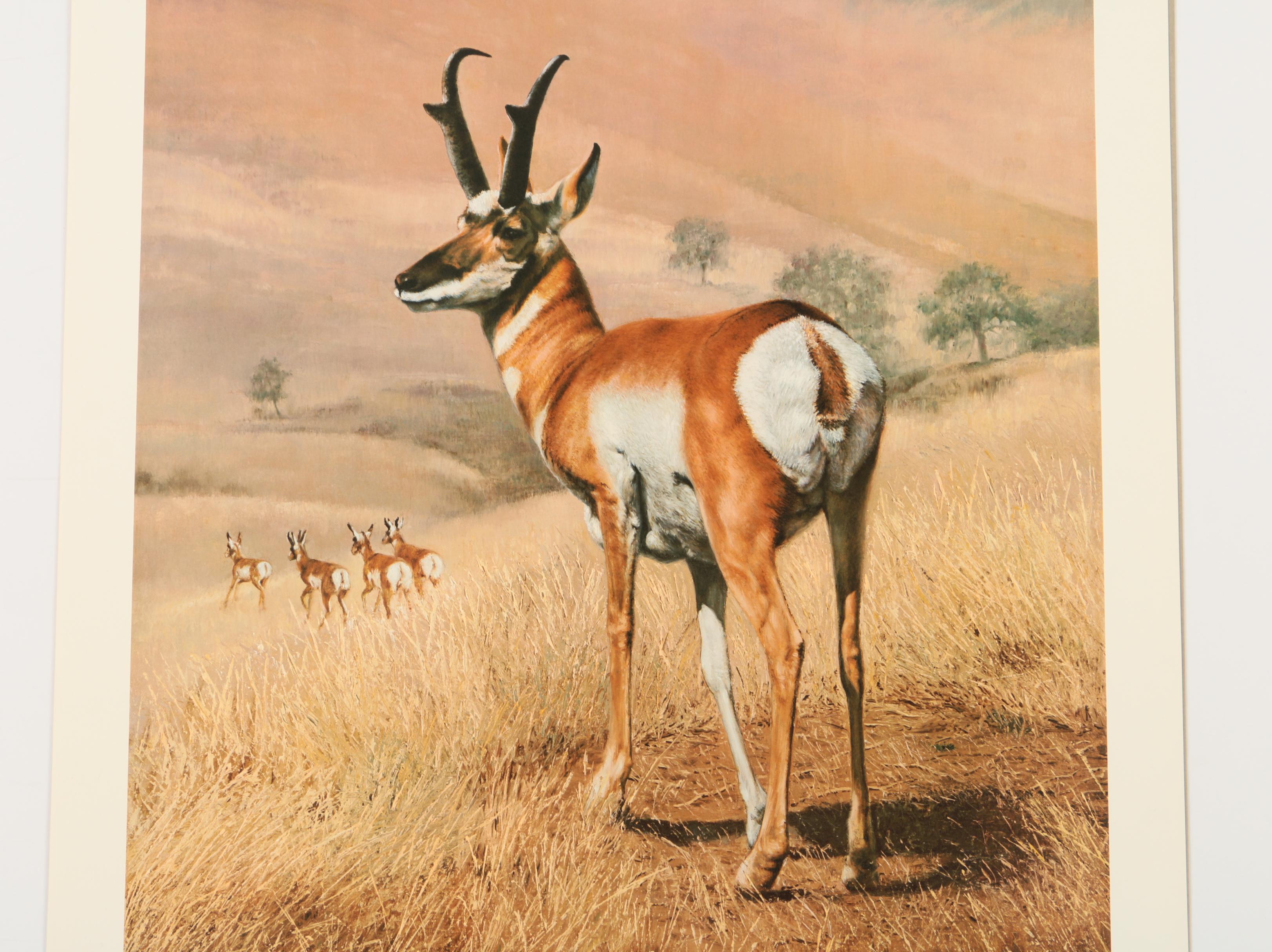 Offset Lithographs After Ray Harm's "Black Bear" and Charles Fracé's "Pronghorn"