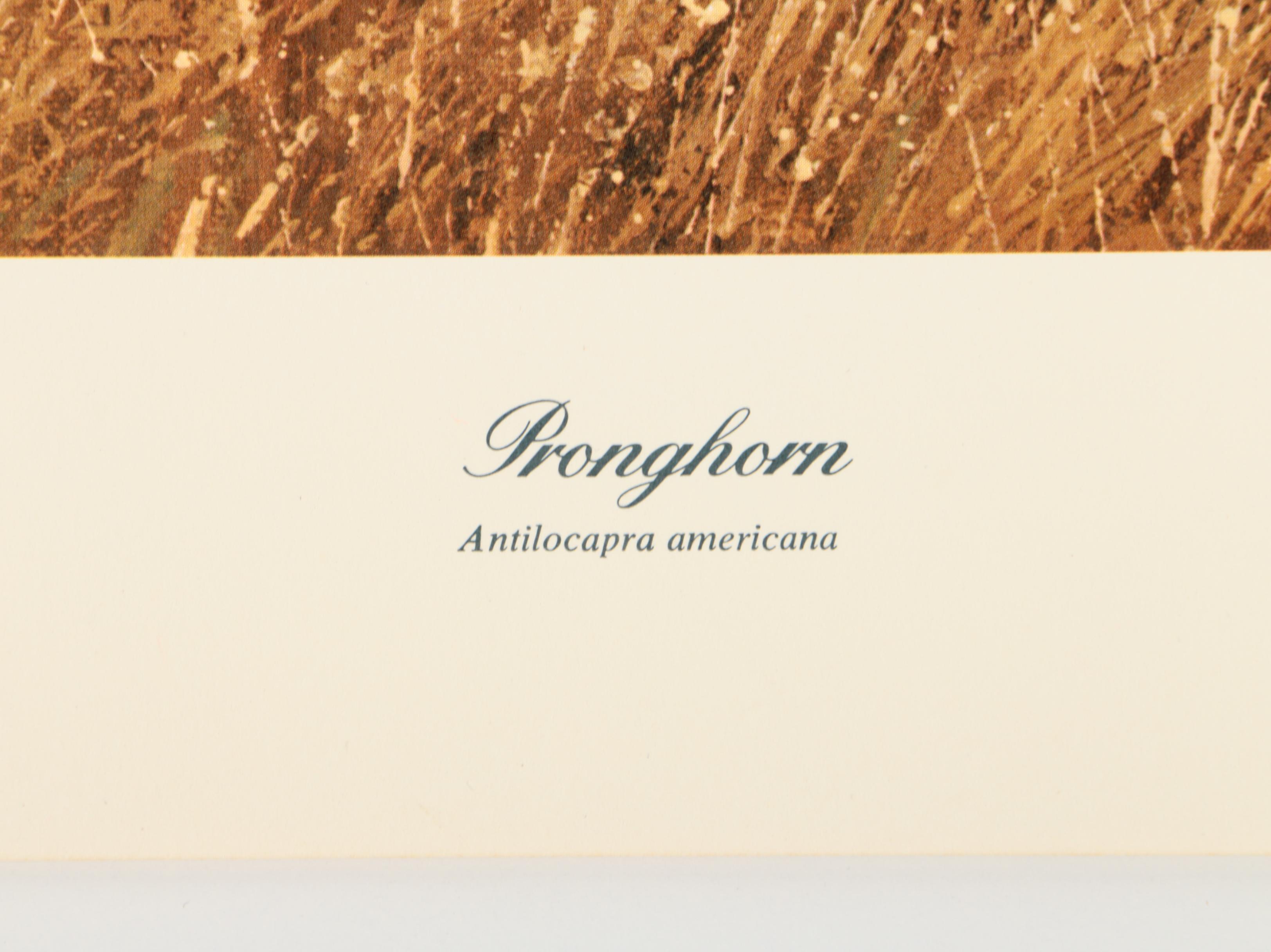 Offset Lithographs After Ray Harm's "Black Bear" and Charles Fracé's "Pronghorn"