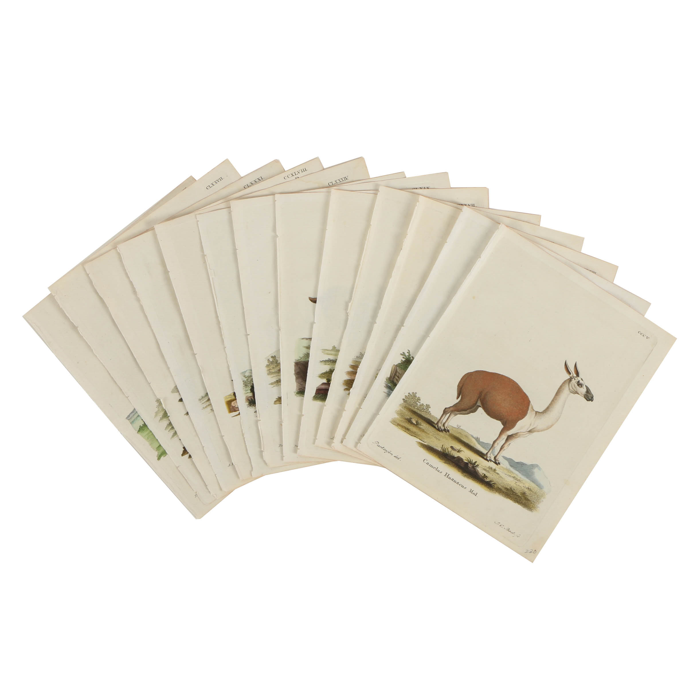 Collection of Hand Colored Engravings on Paper of Animals