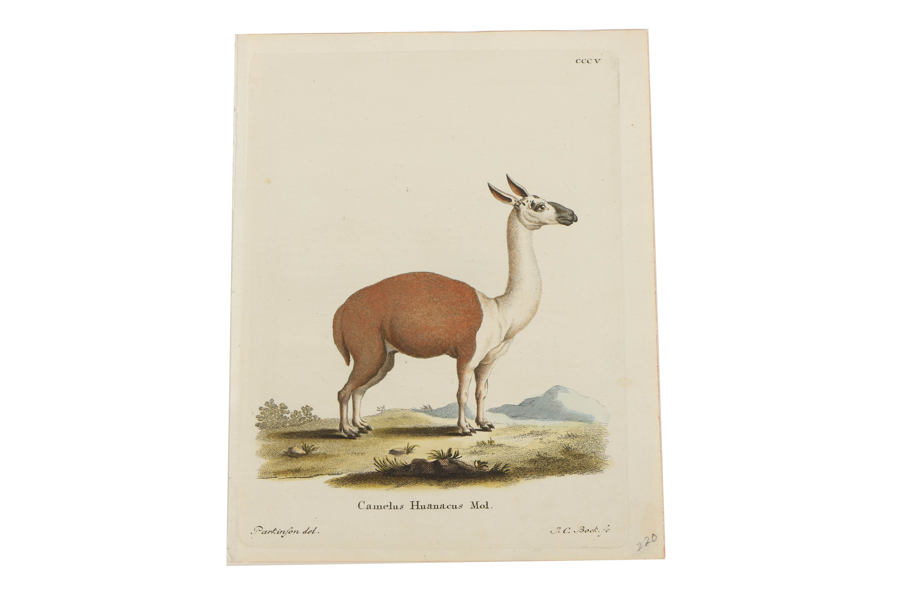 Collection of Hand Colored Engravings on Paper of Animals
