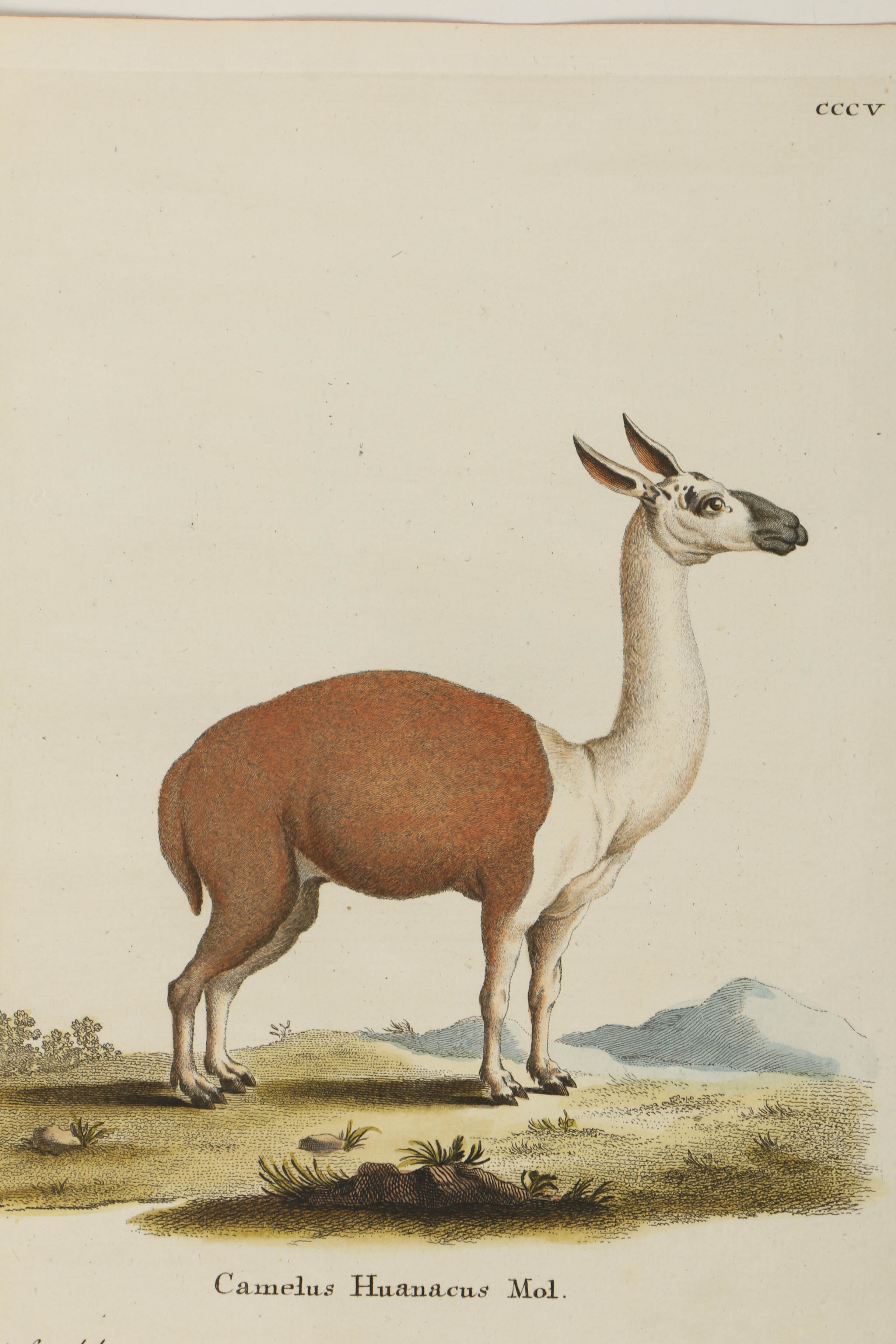 Collection of Hand Colored Engravings on Paper of Animals