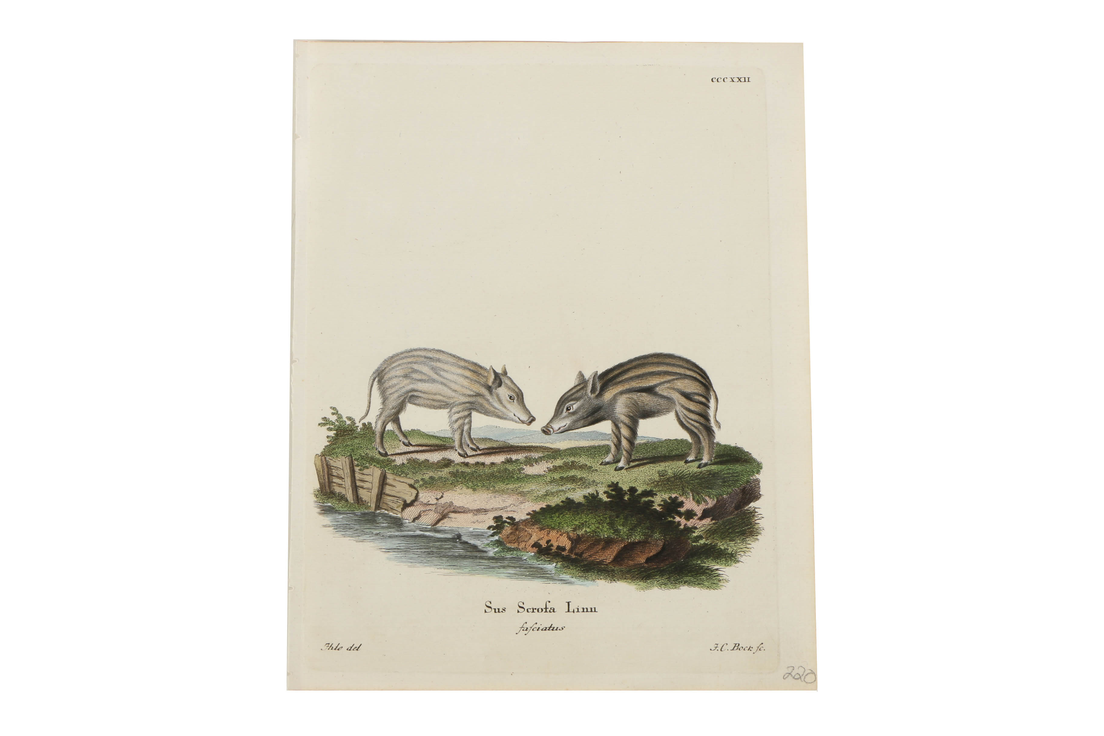 Collection of Hand Colored Engravings on Paper of Animals