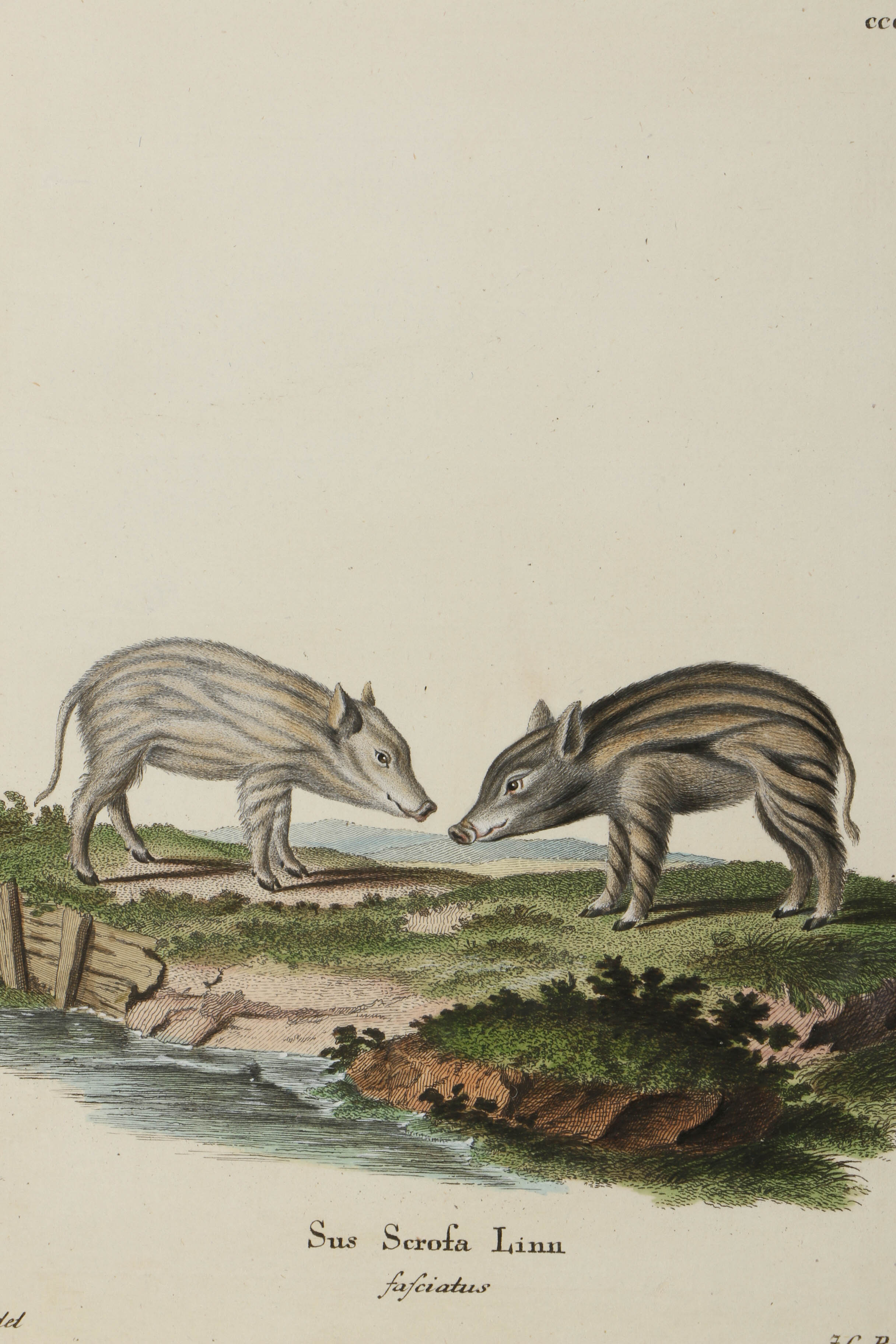 Collection of Hand Colored Engravings on Paper of Animals