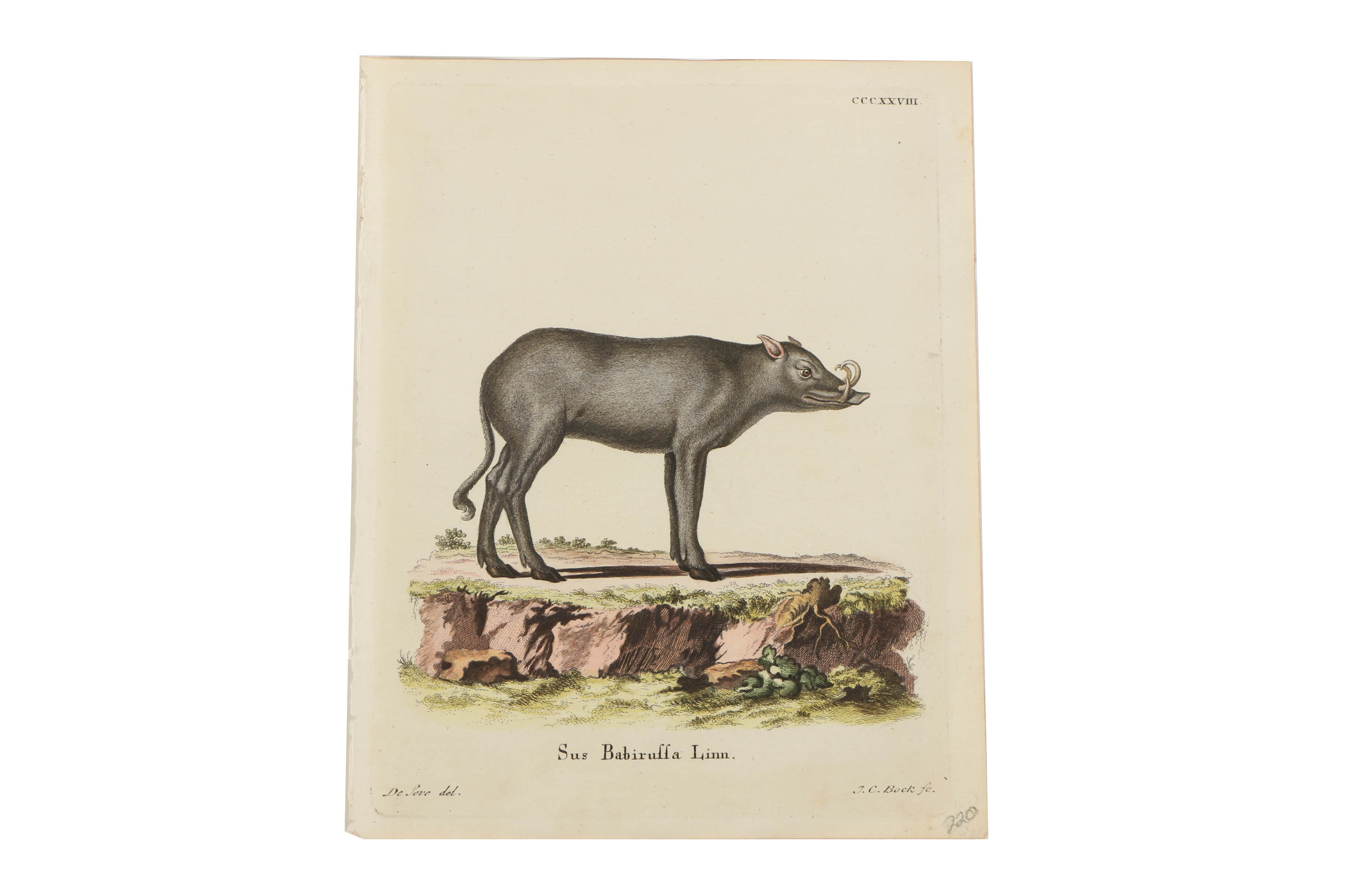 Collection of Hand Colored Engravings on Paper of Animals
