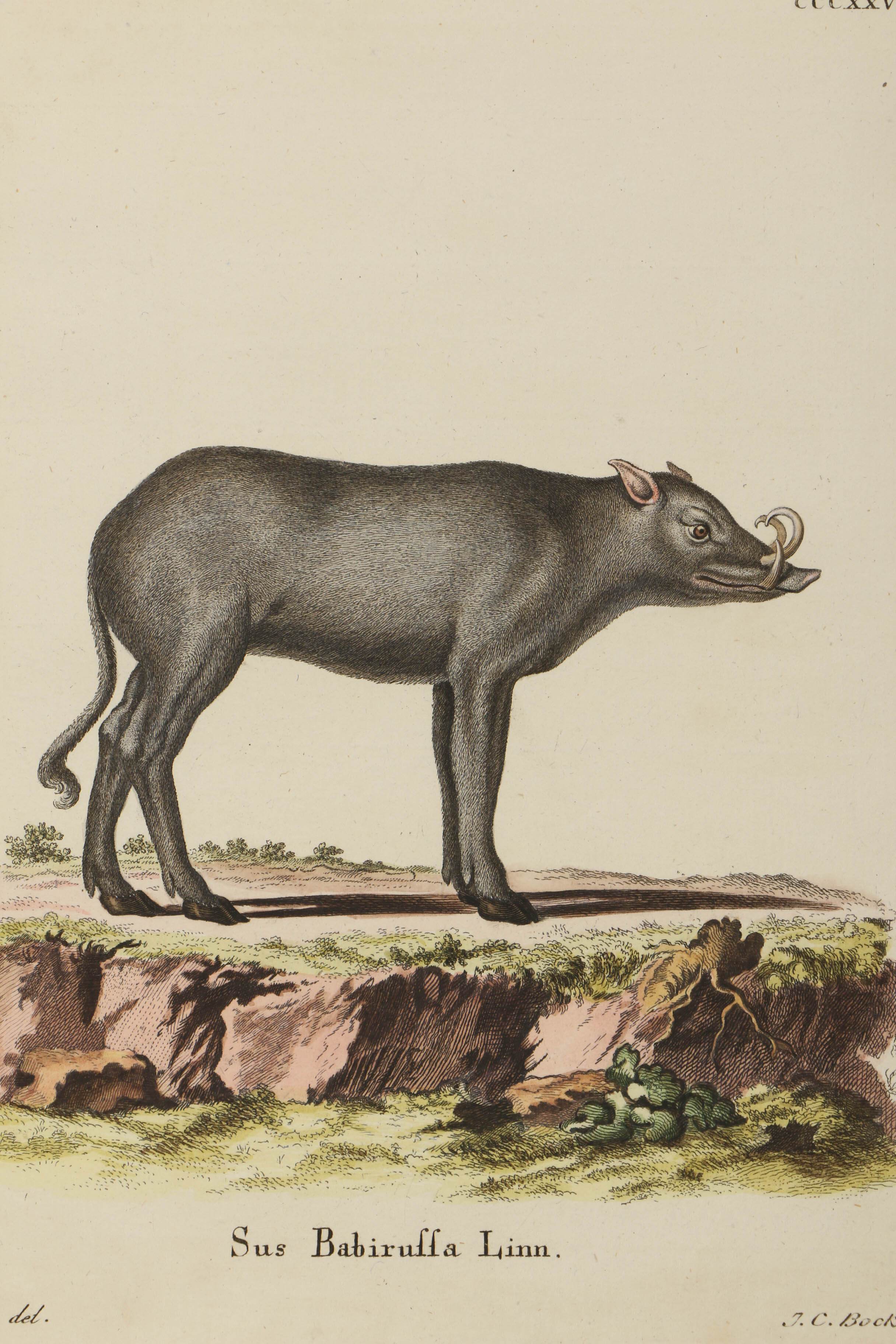 Collection of Hand Colored Engravings on Paper of Animals