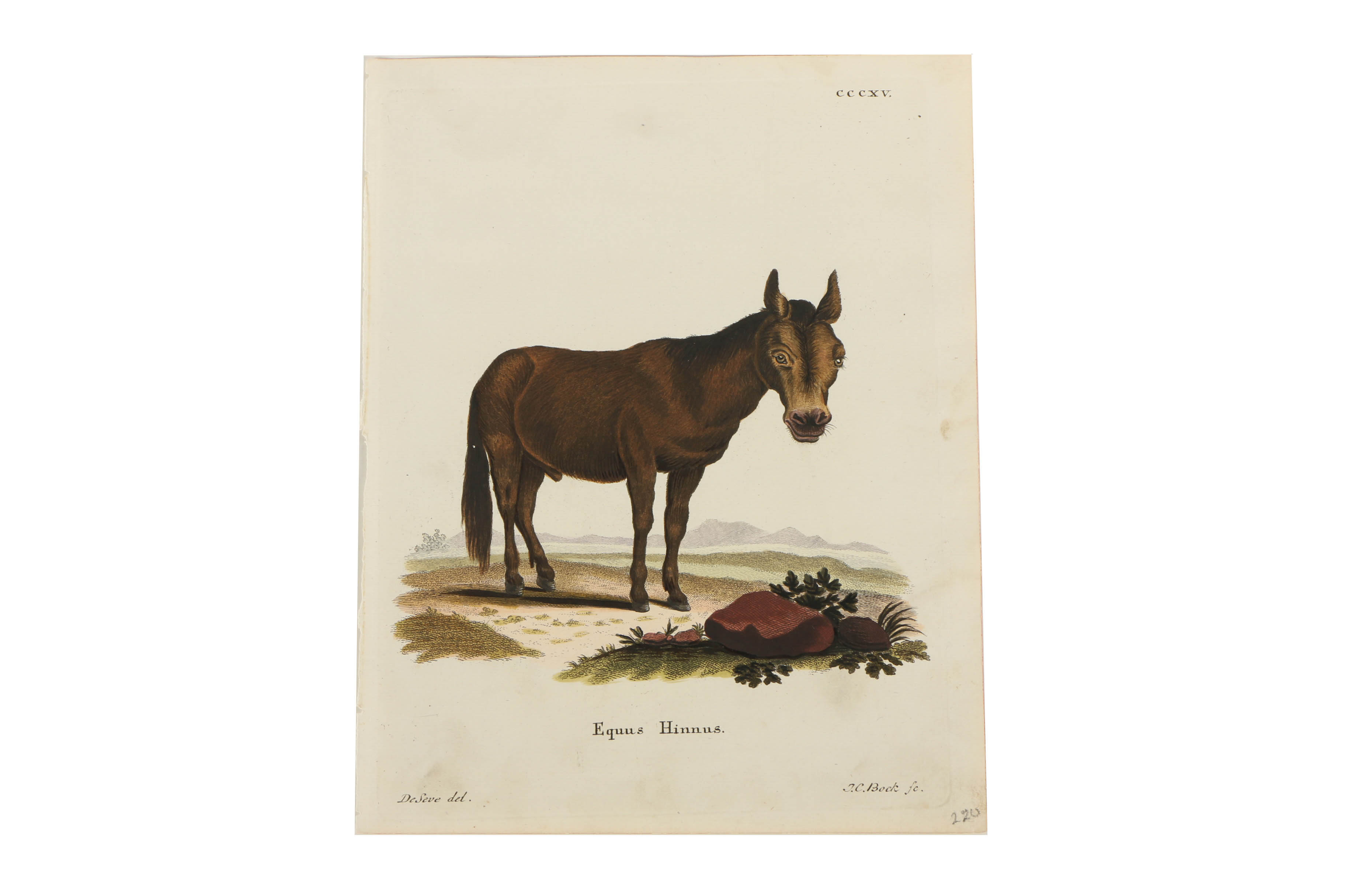 Collection of Hand Colored Engravings on Paper of Animals