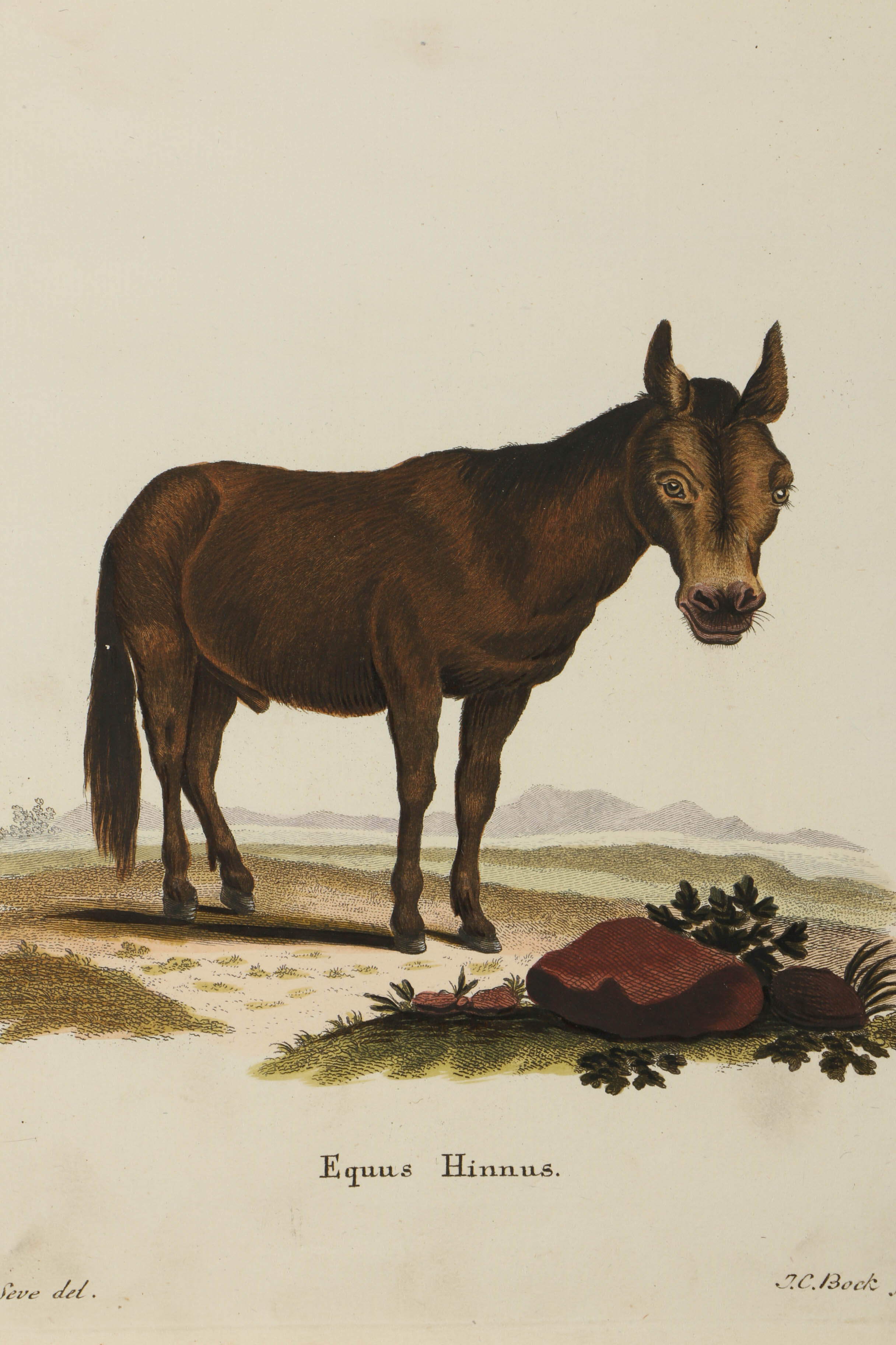 Collection of Hand Colored Engravings on Paper of Animals