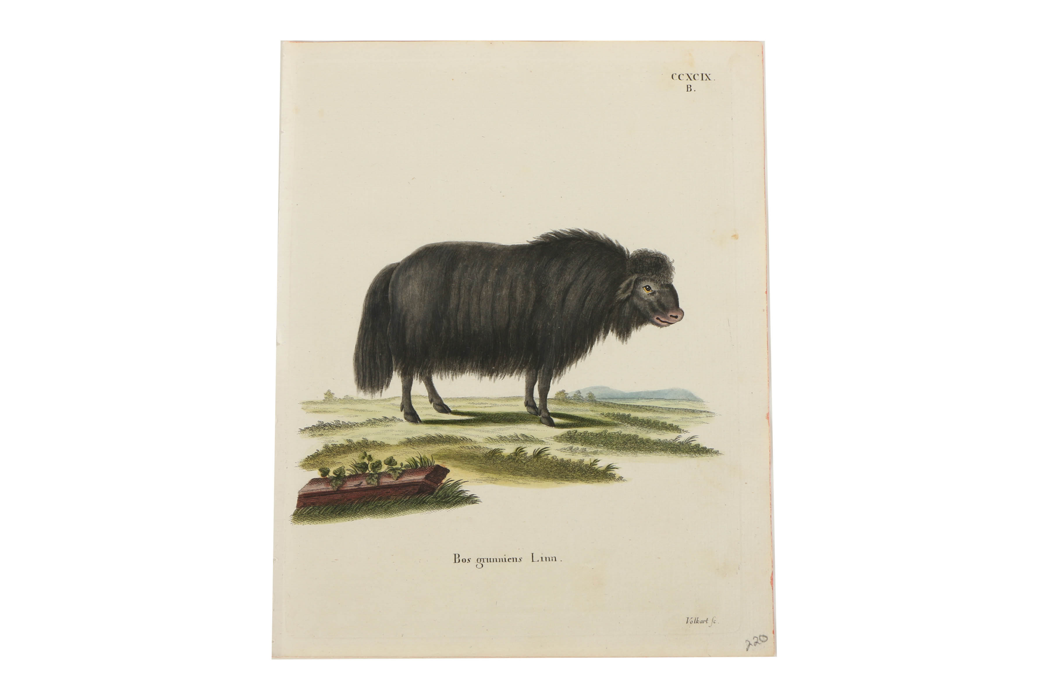 Collection of Hand Colored Engravings on Paper of Animals