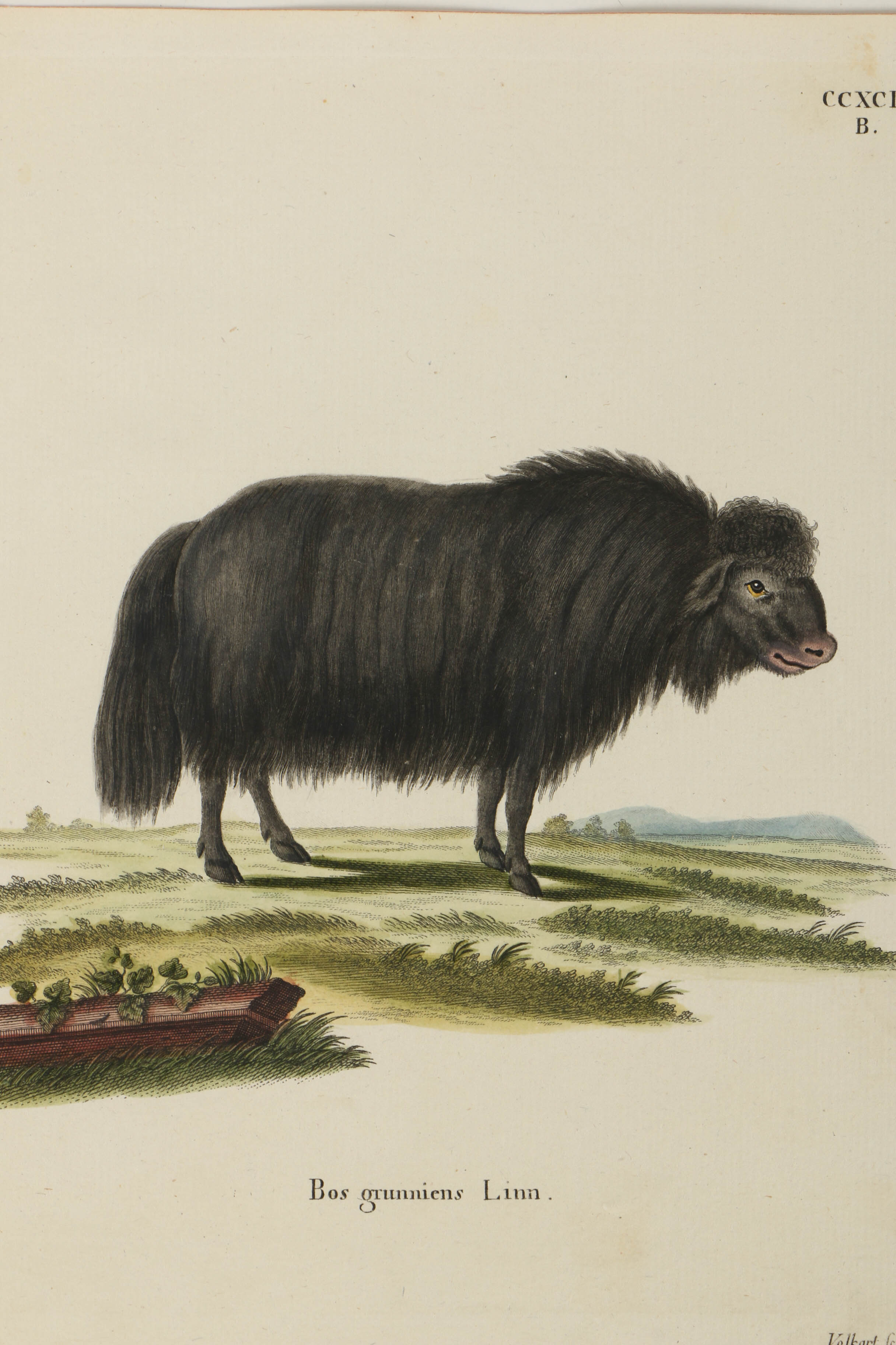 Collection of Hand Colored Engravings on Paper of Animals