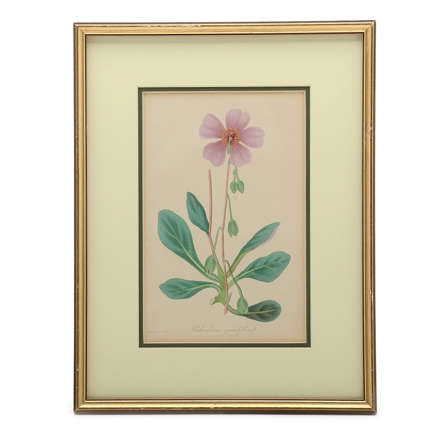 Antique Hand-colored Botanical Engraving