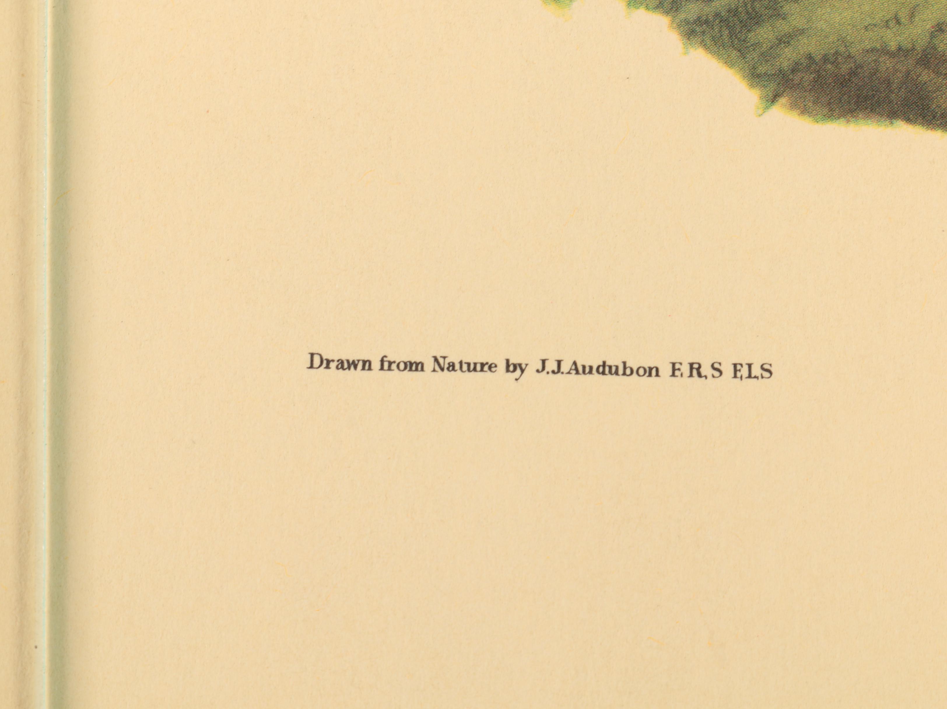 Offset Lithographs after J. J. Audubon and Robert Havell of Birds