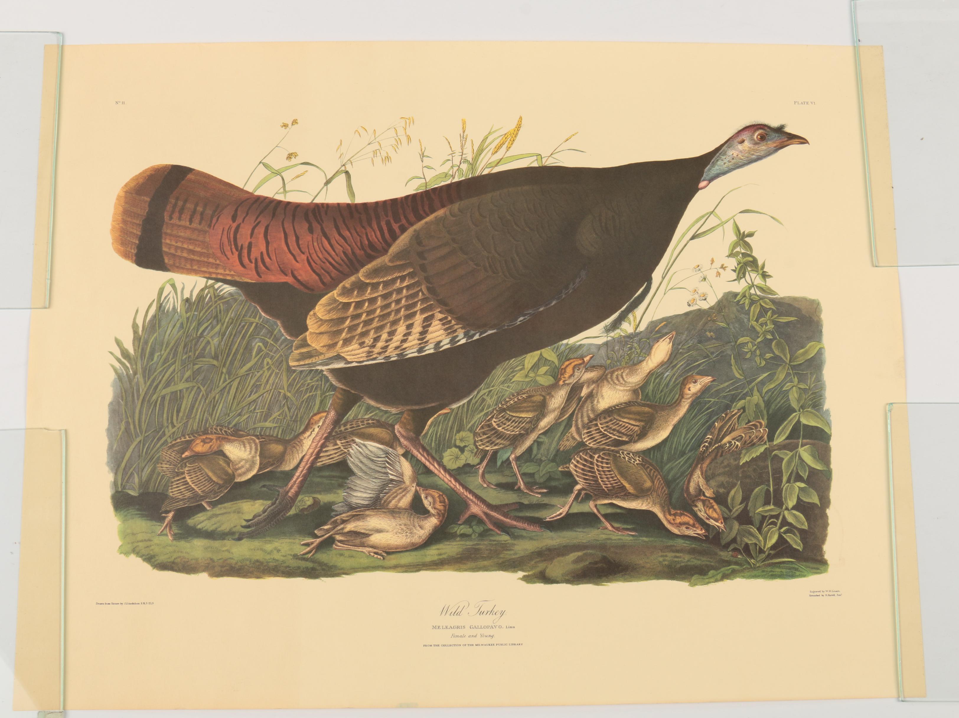 Offset Lithographs after J. J. Audubon and Robert Havell of Birds
