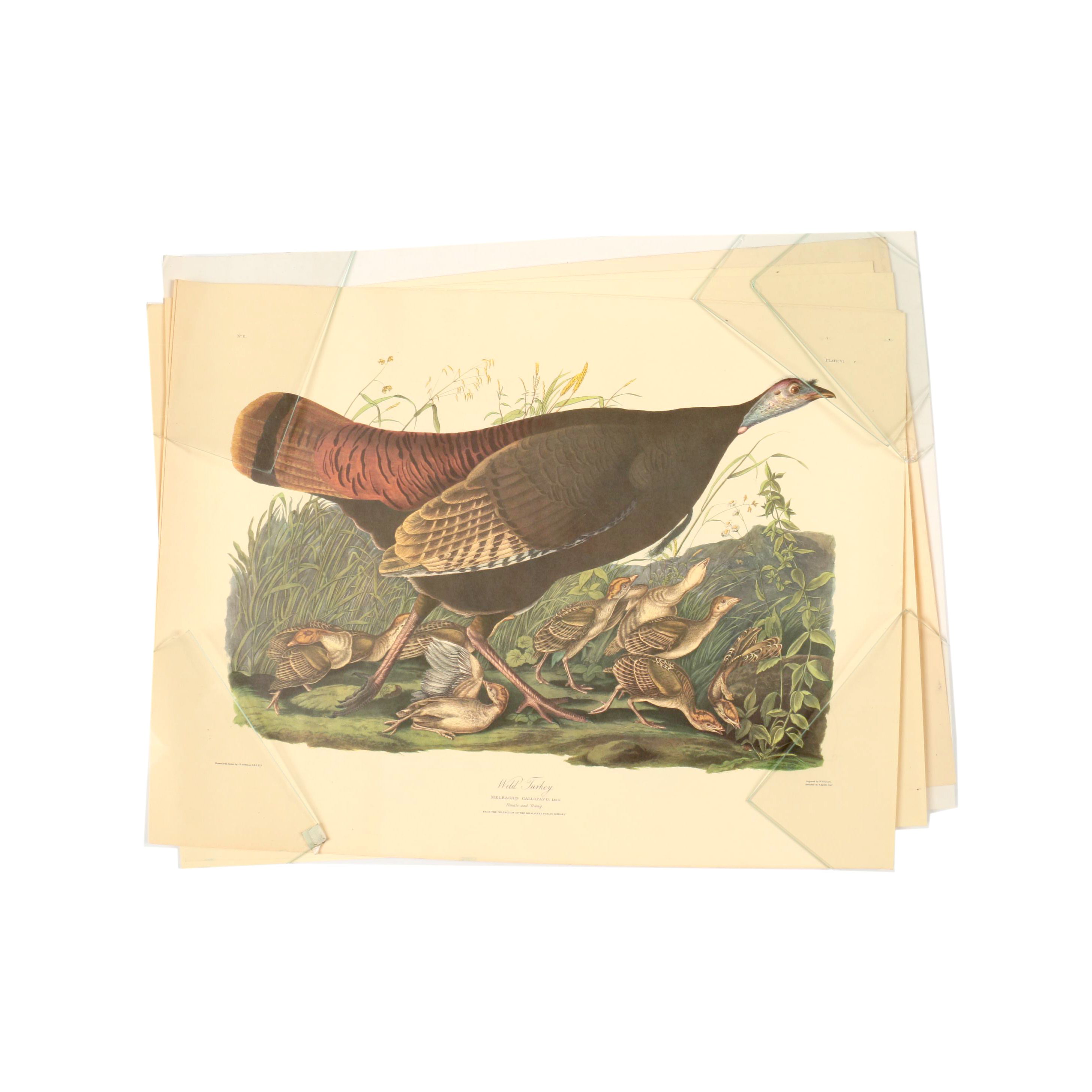 Offset Lithographs after J. J. Audubon and Robert Havell of Birds