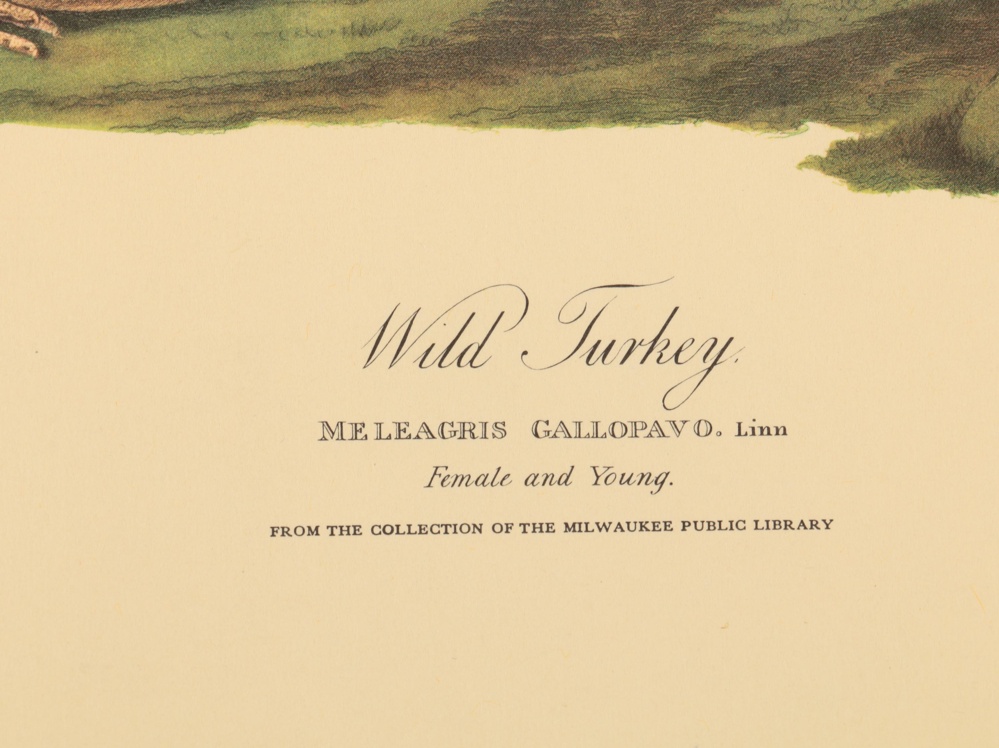 Offset Lithographs after J. J. Audubon and Robert Havell of Birds