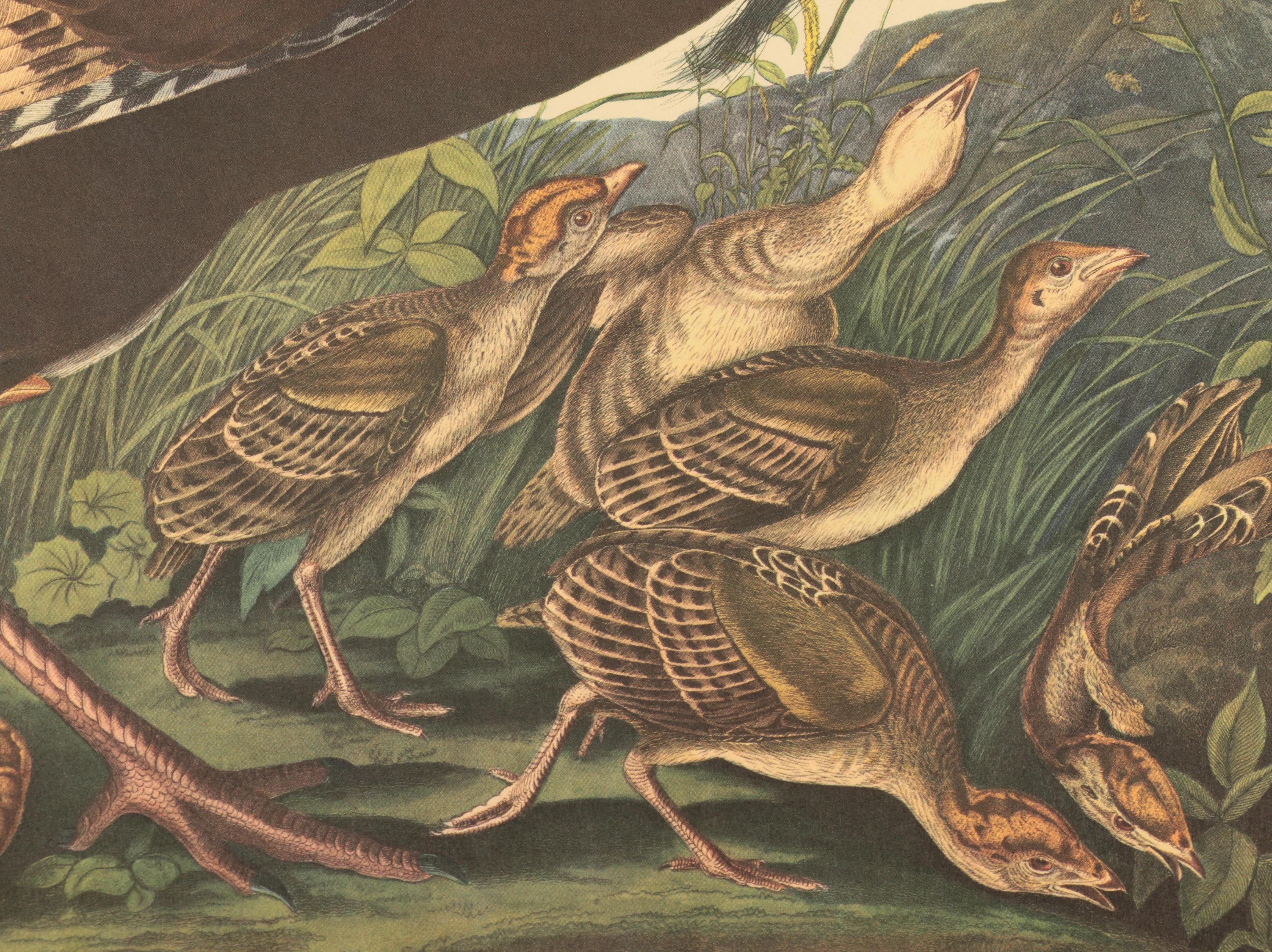 Offset Lithographs after J. J. Audubon and Robert Havell of Birds