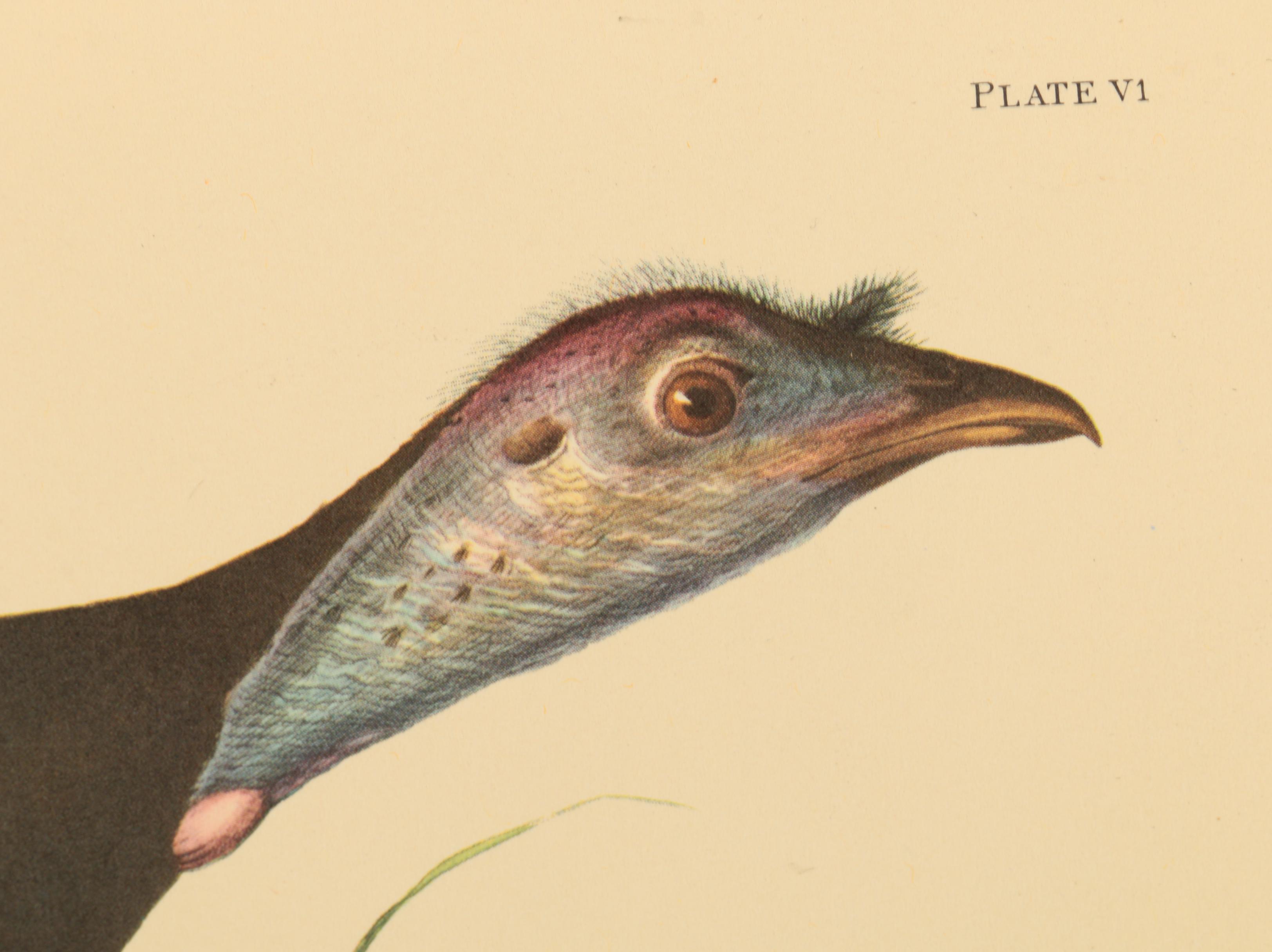 Offset Lithographs after J. J. Audubon and Robert Havell of Birds