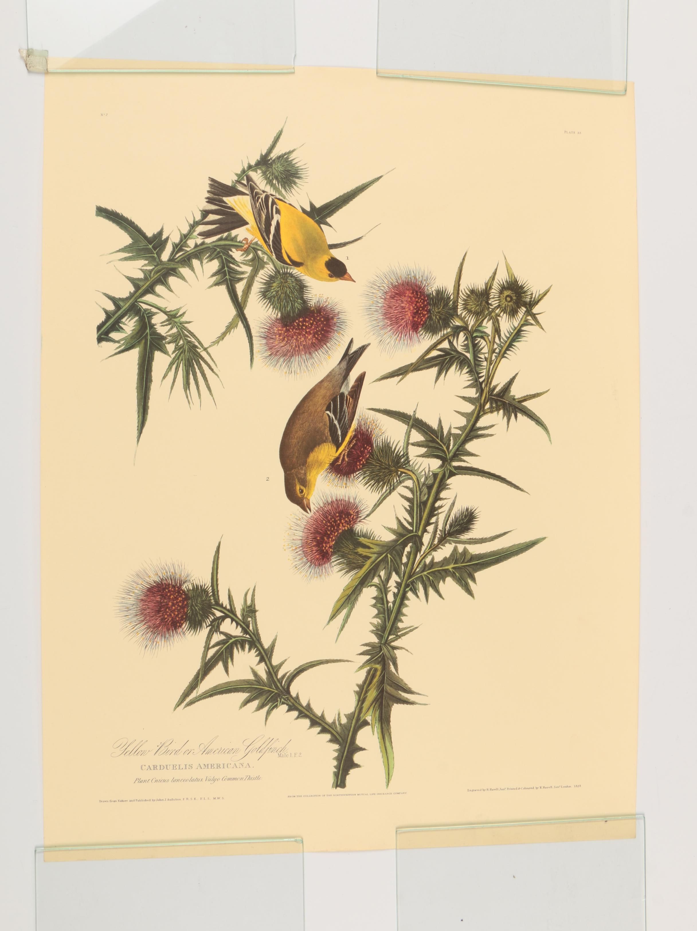 Offset Lithographs after J. J. Audubon and Robert Havell of Birds