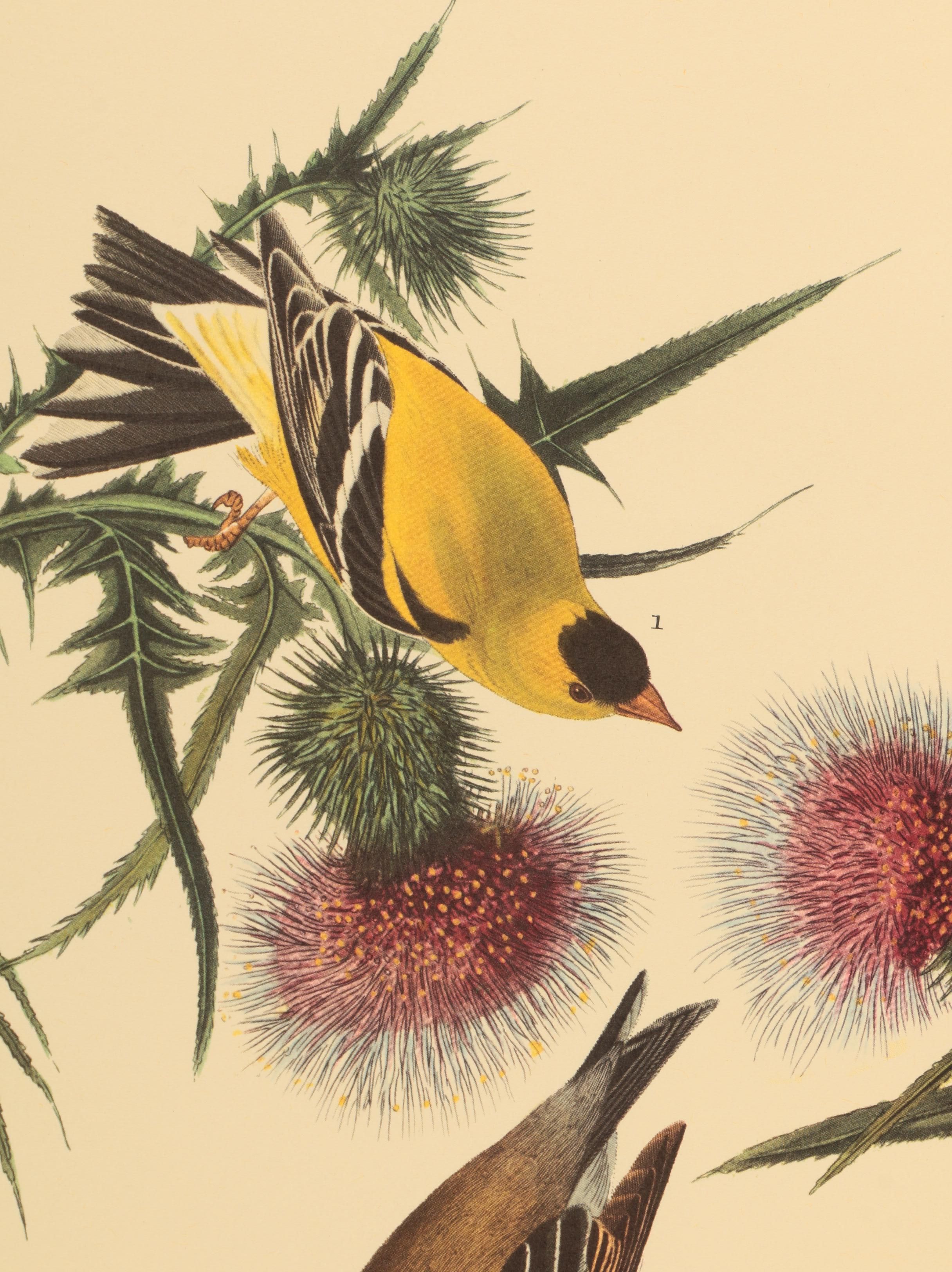 Offset Lithographs after J. J. Audubon and Robert Havell of Birds