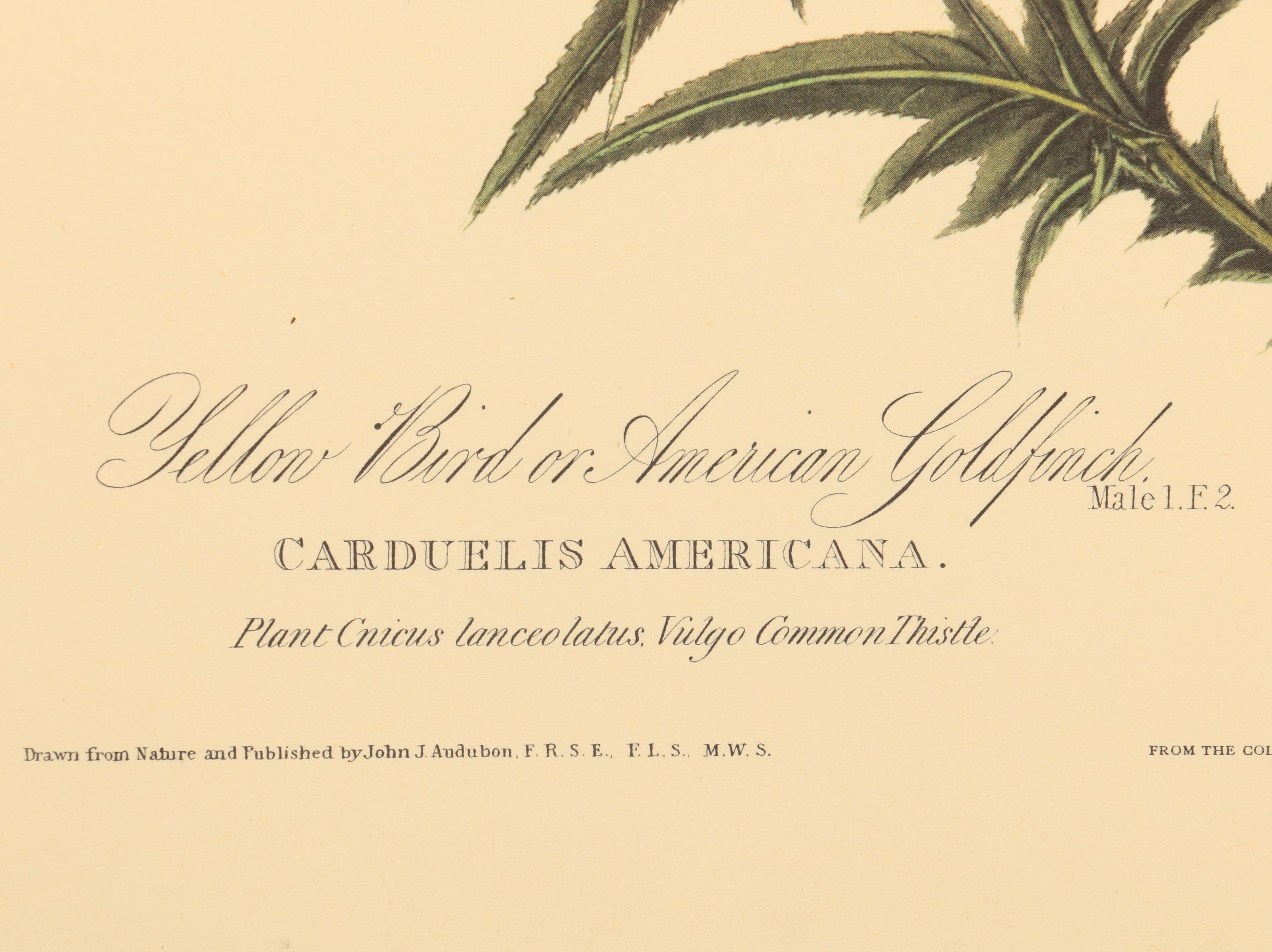 Offset Lithographs after J. J. Audubon and Robert Havell of Birds