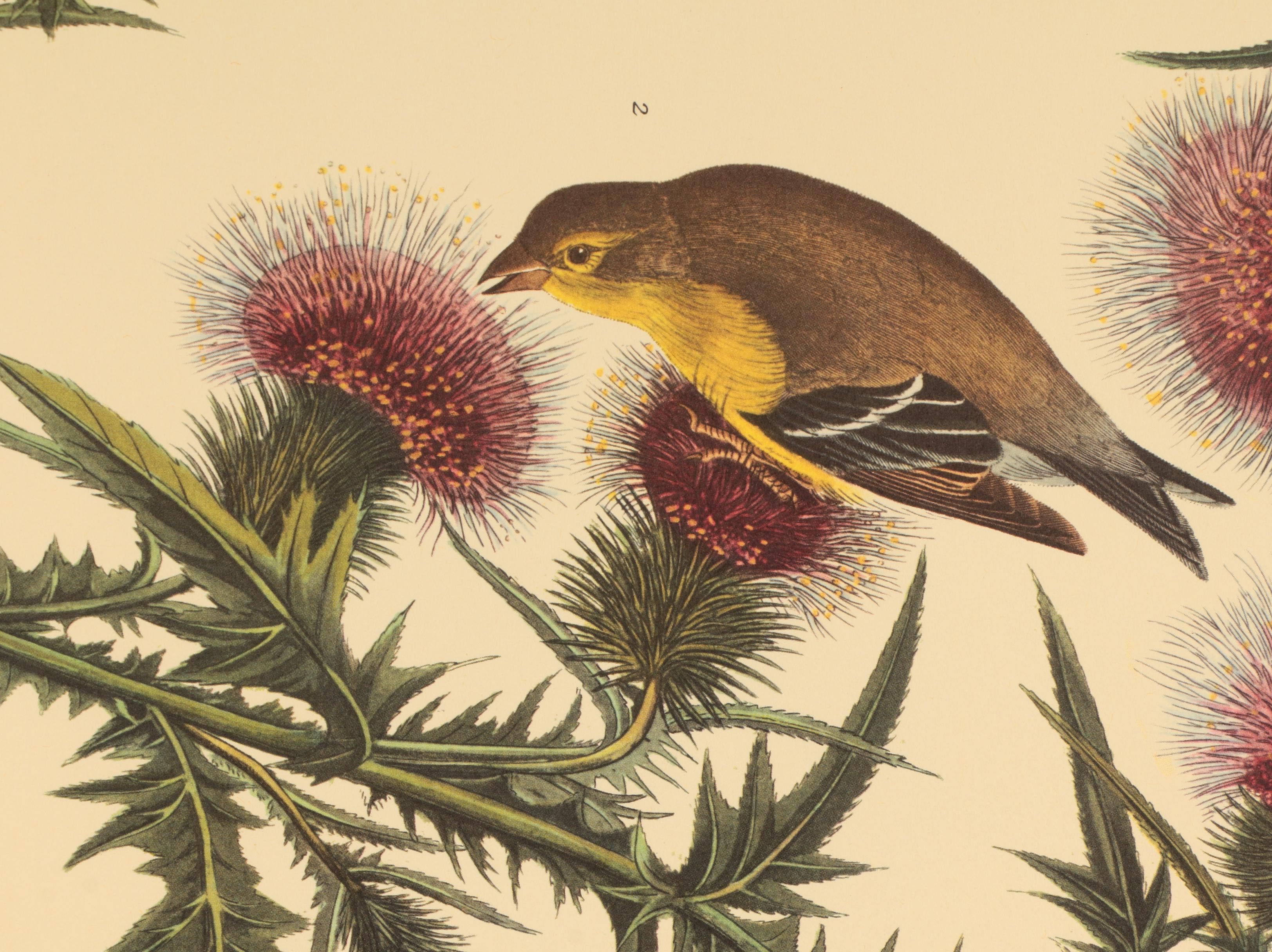 Offset Lithographs after J. J. Audubon and Robert Havell of Birds