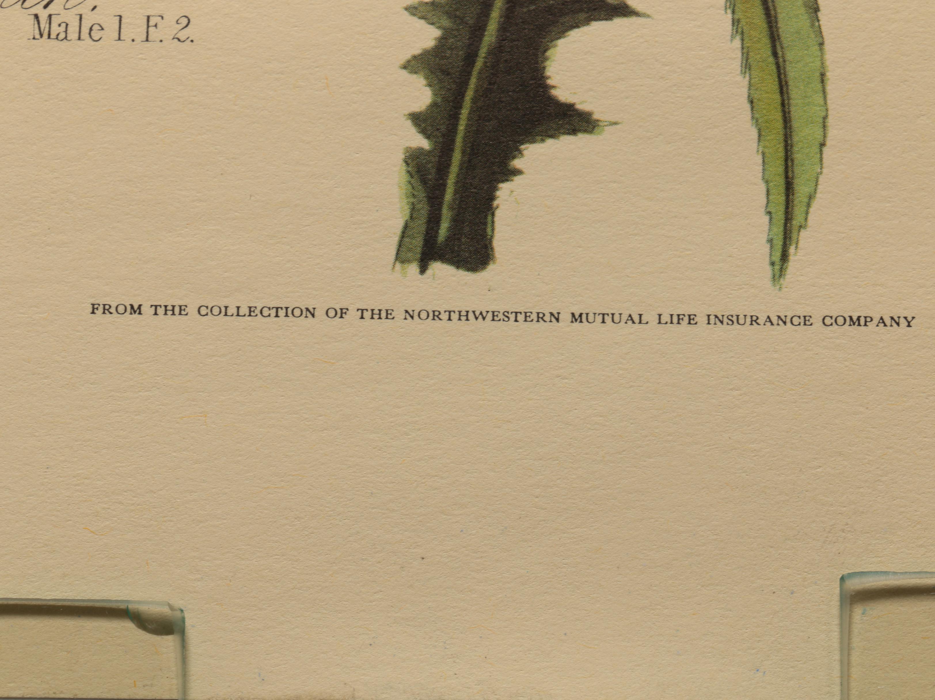 Offset Lithographs after J. J. Audubon and Robert Havell of Birds