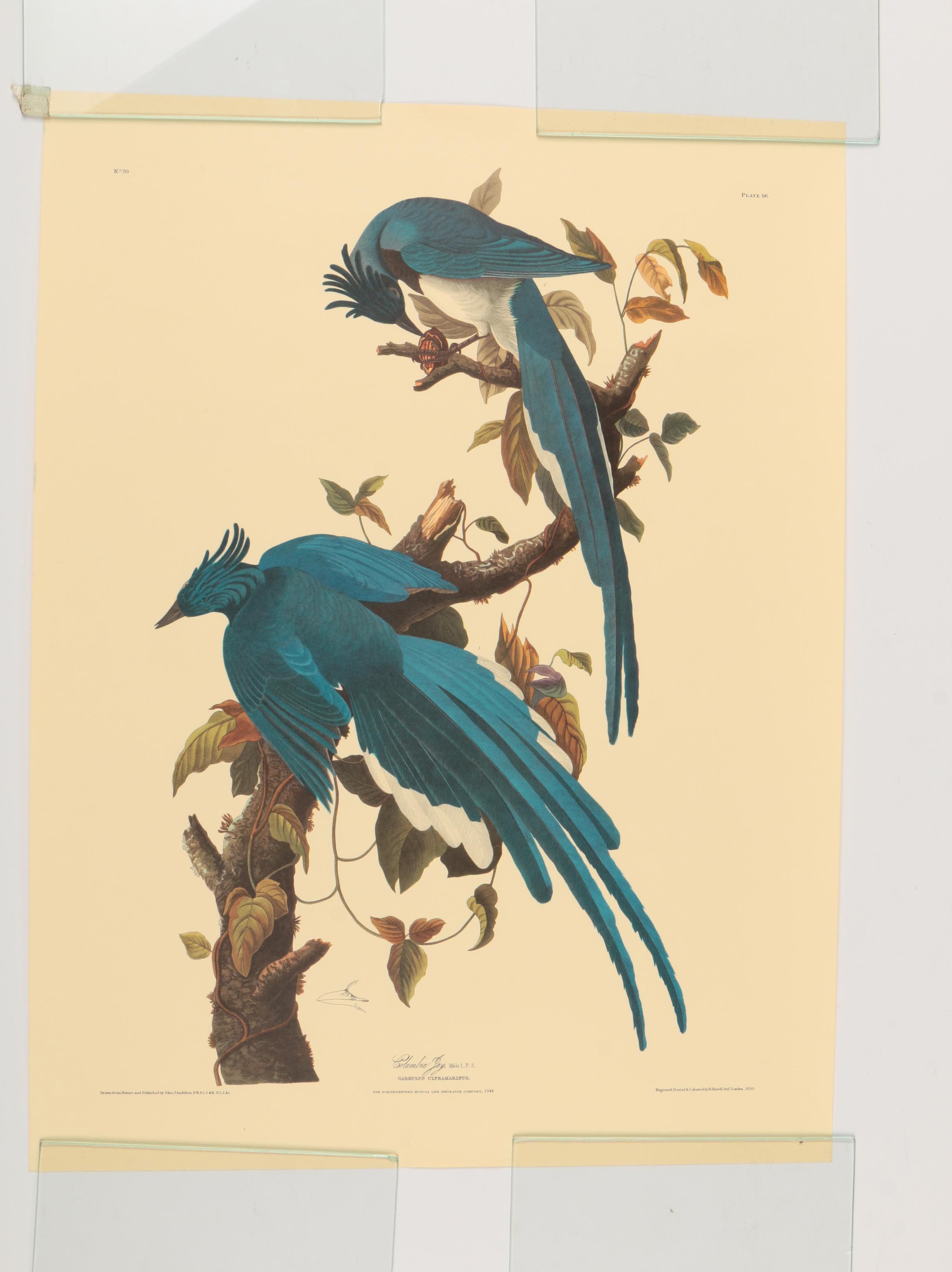 Offset Lithographs after J. J. Audubon and Robert Havell of Birds