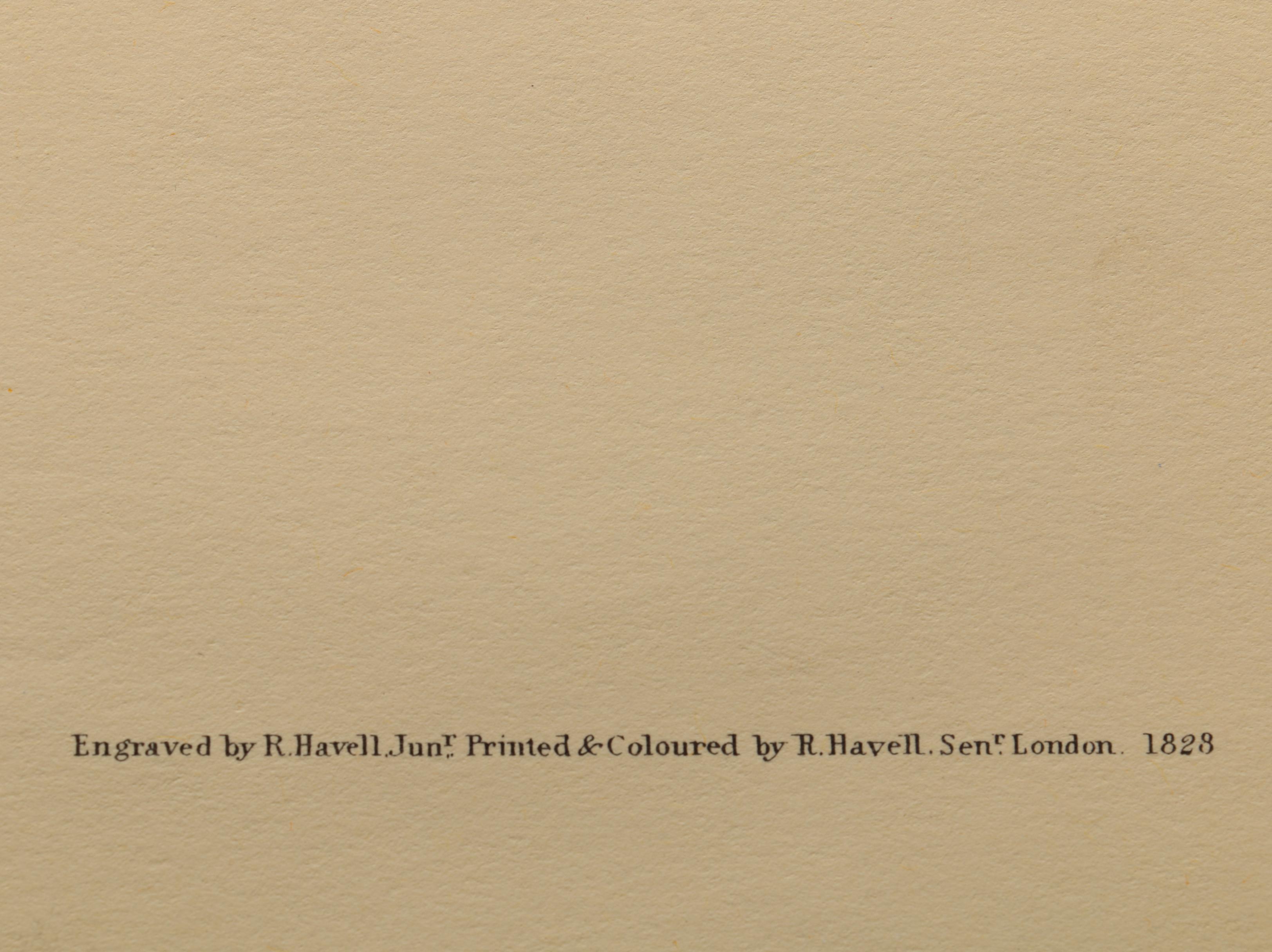 Offset Lithographs after J. J. Audubon and Robert Havell of Birds