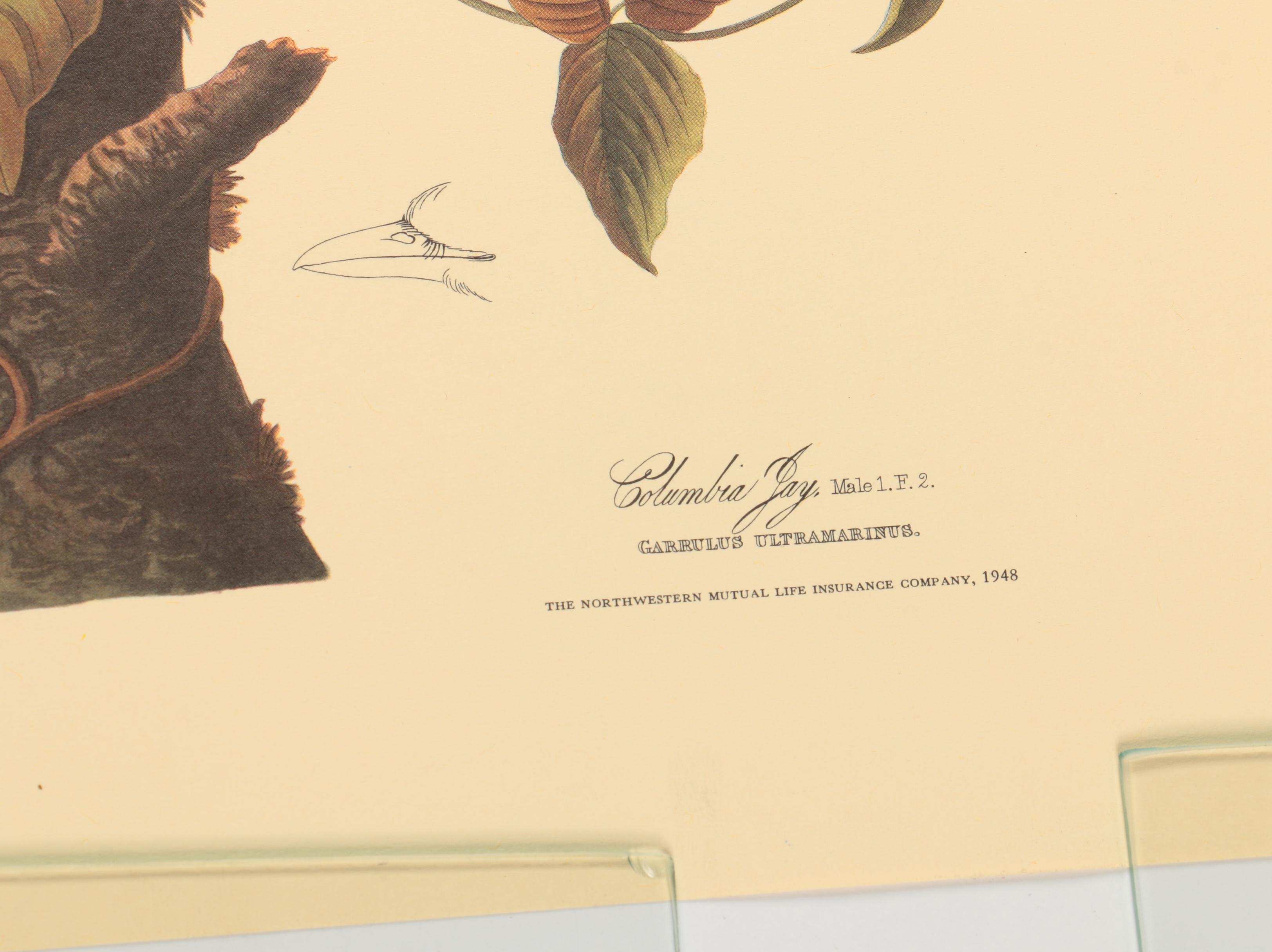 Offset Lithographs after J. J. Audubon and Robert Havell of Birds