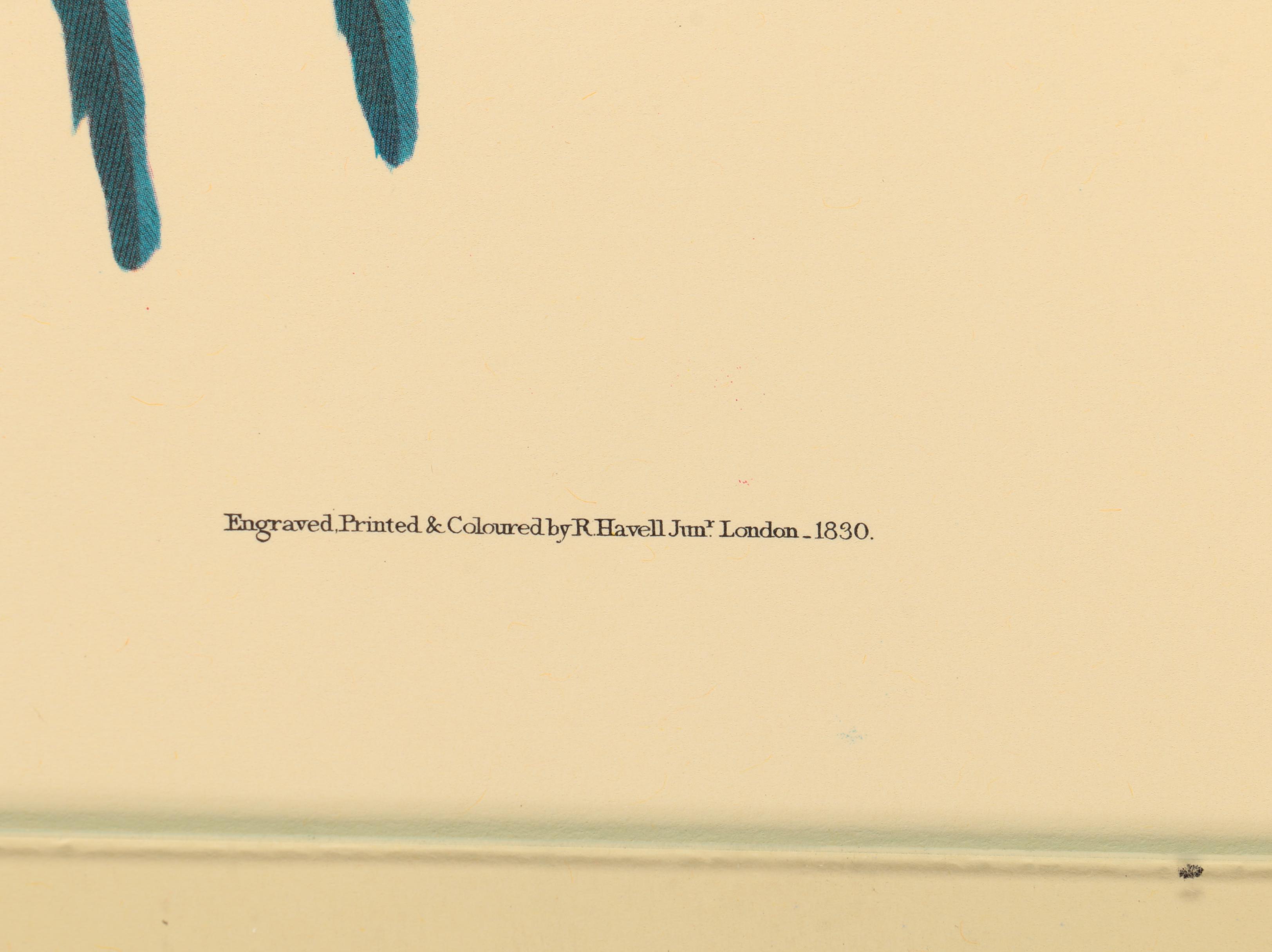 Offset Lithographs after J. J. Audubon and Robert Havell of Birds