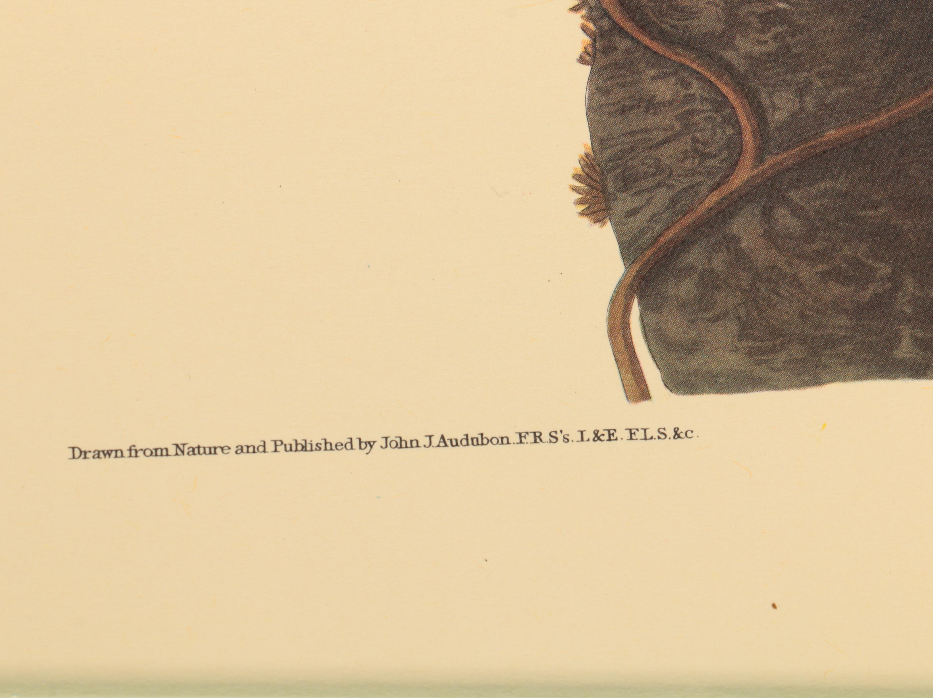 Offset Lithographs after J. J. Audubon and Robert Havell of Birds