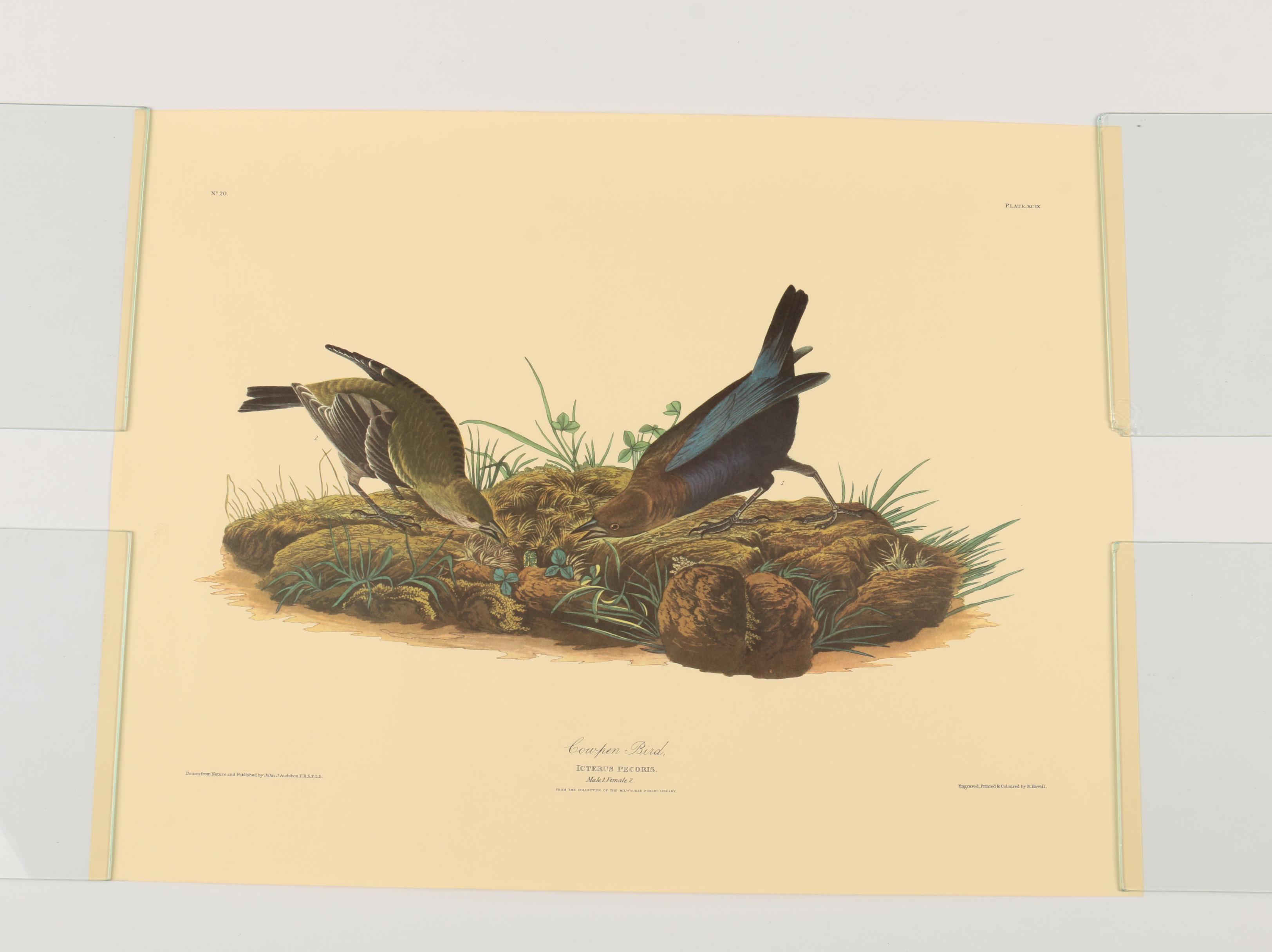 Offset Lithographs after J. J. Audubon and Robert Havell of Birds