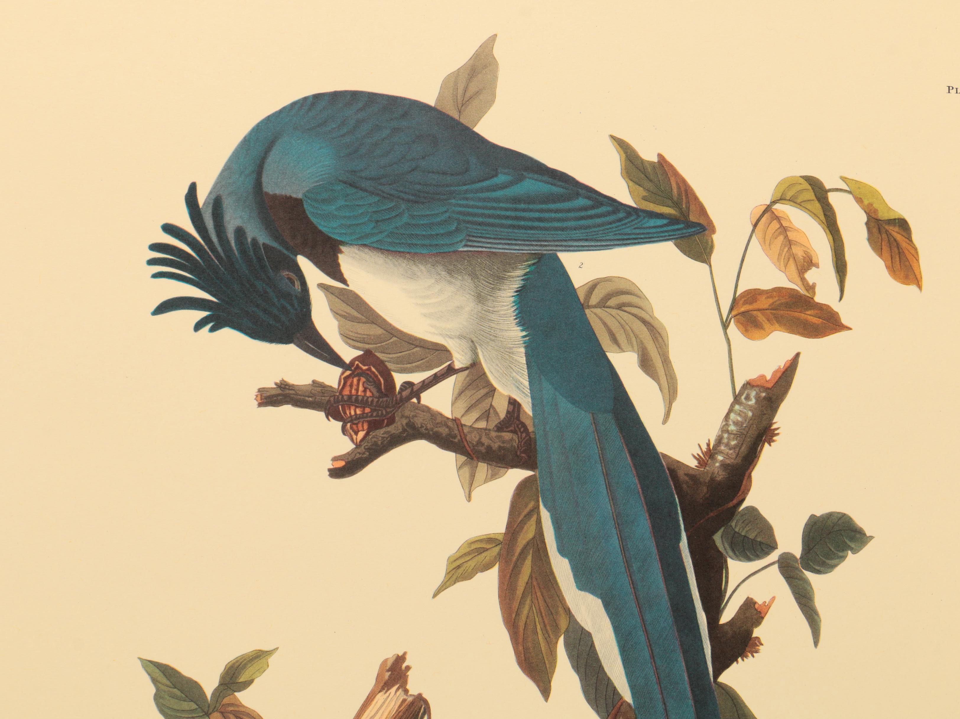 Offset Lithographs after J. J. Audubon and Robert Havell of Birds