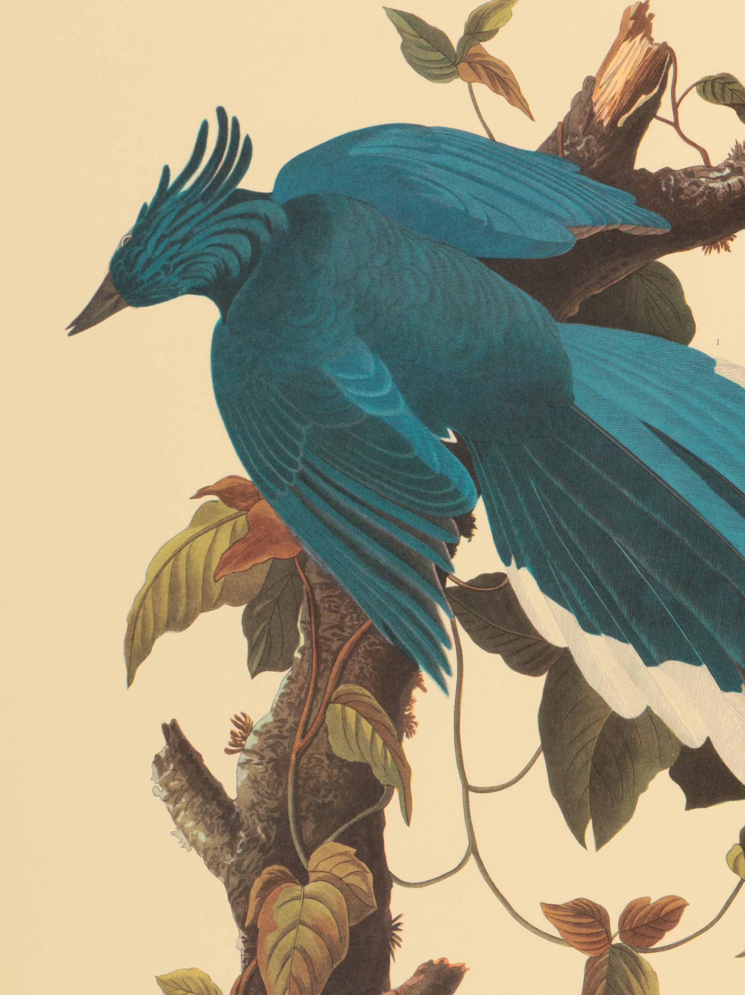 Offset Lithographs after J. J. Audubon and Robert Havell of Birds