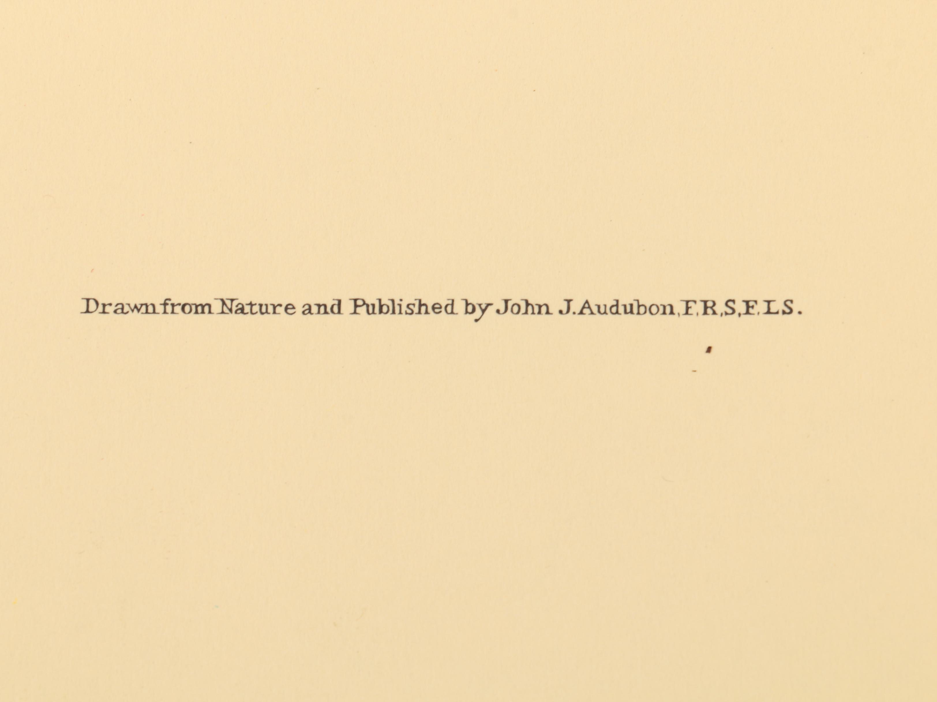 Offset Lithographs after J. J. Audubon and Robert Havell of Birds