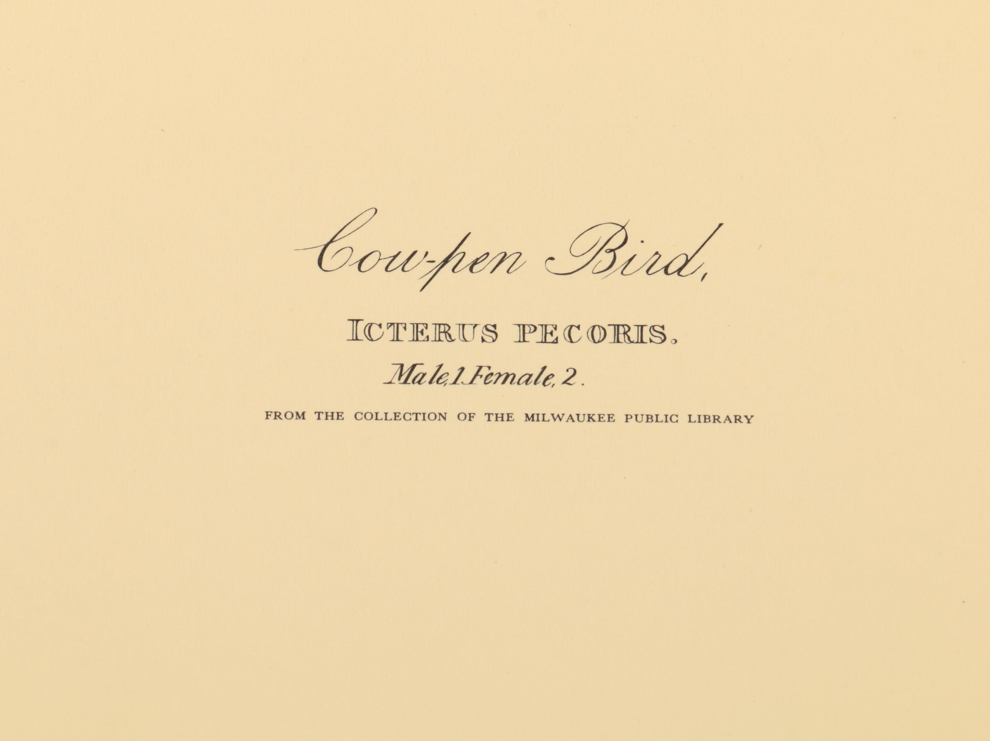 Offset Lithographs after J. J. Audubon and Robert Havell of Birds
