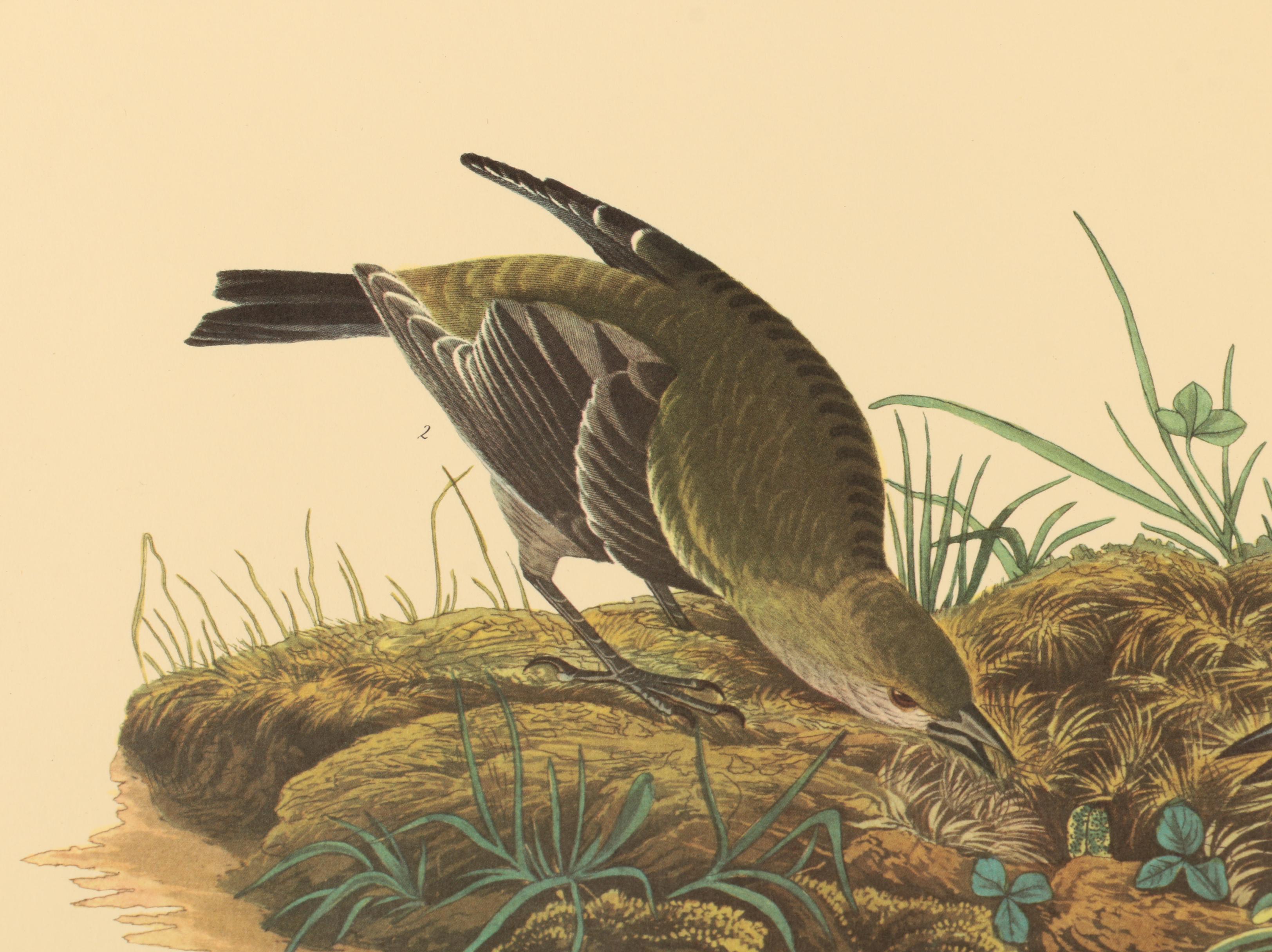 Offset Lithographs after J. J. Audubon and Robert Havell of Birds