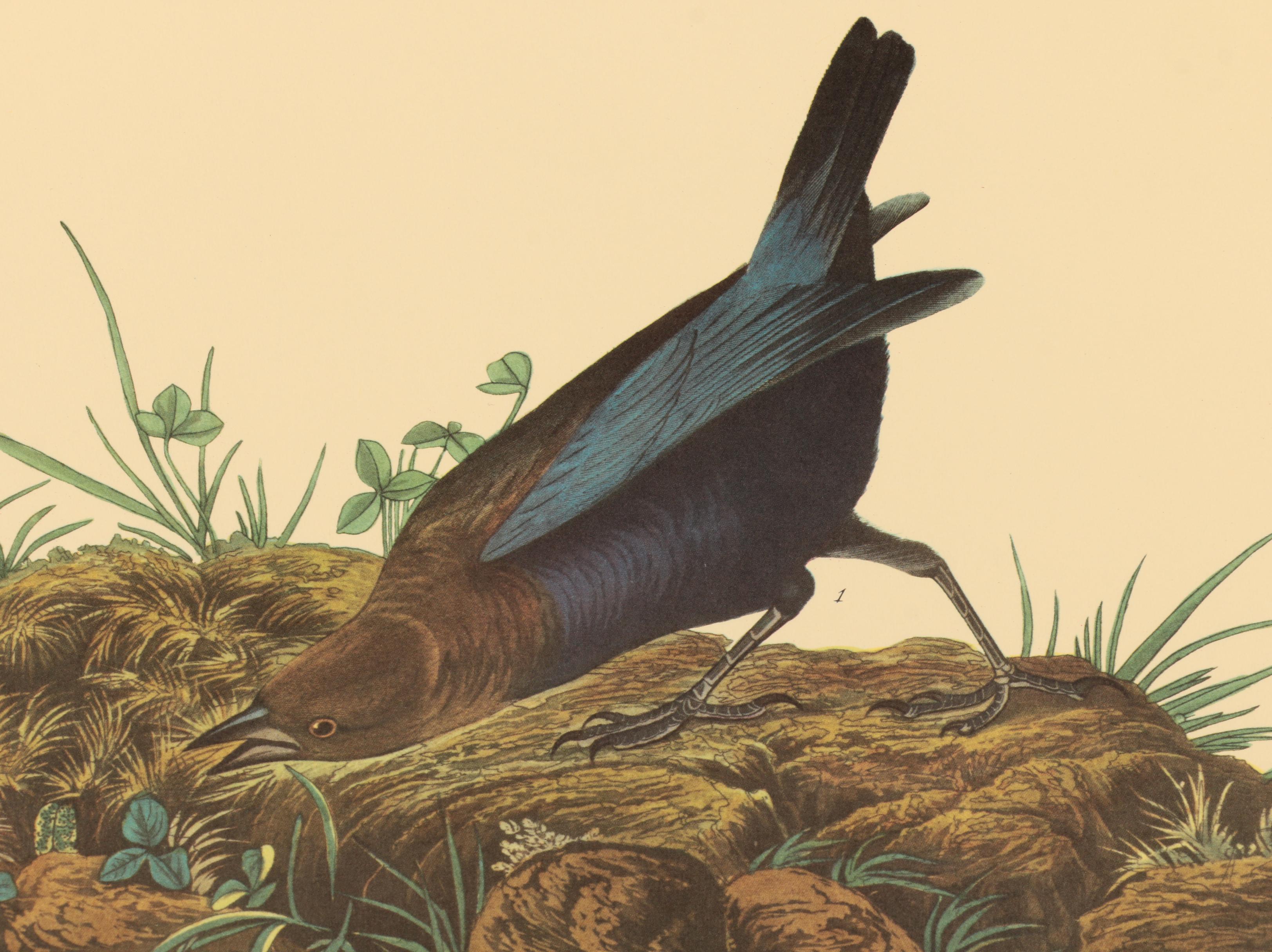 Offset Lithographs after J. J. Audubon and Robert Havell of Birds