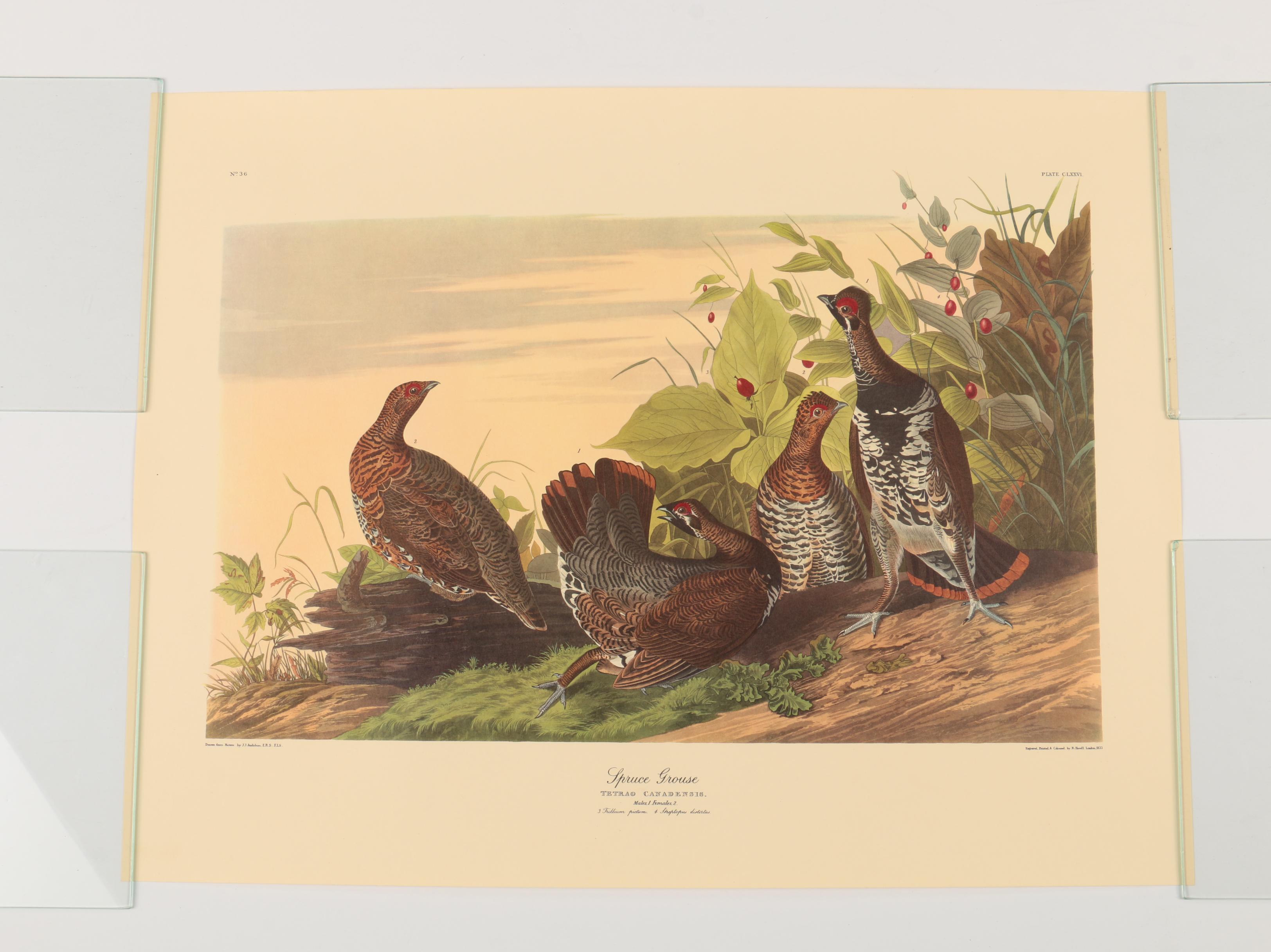 Offset Lithographs after J. J. Audubon and Robert Havell of Birds