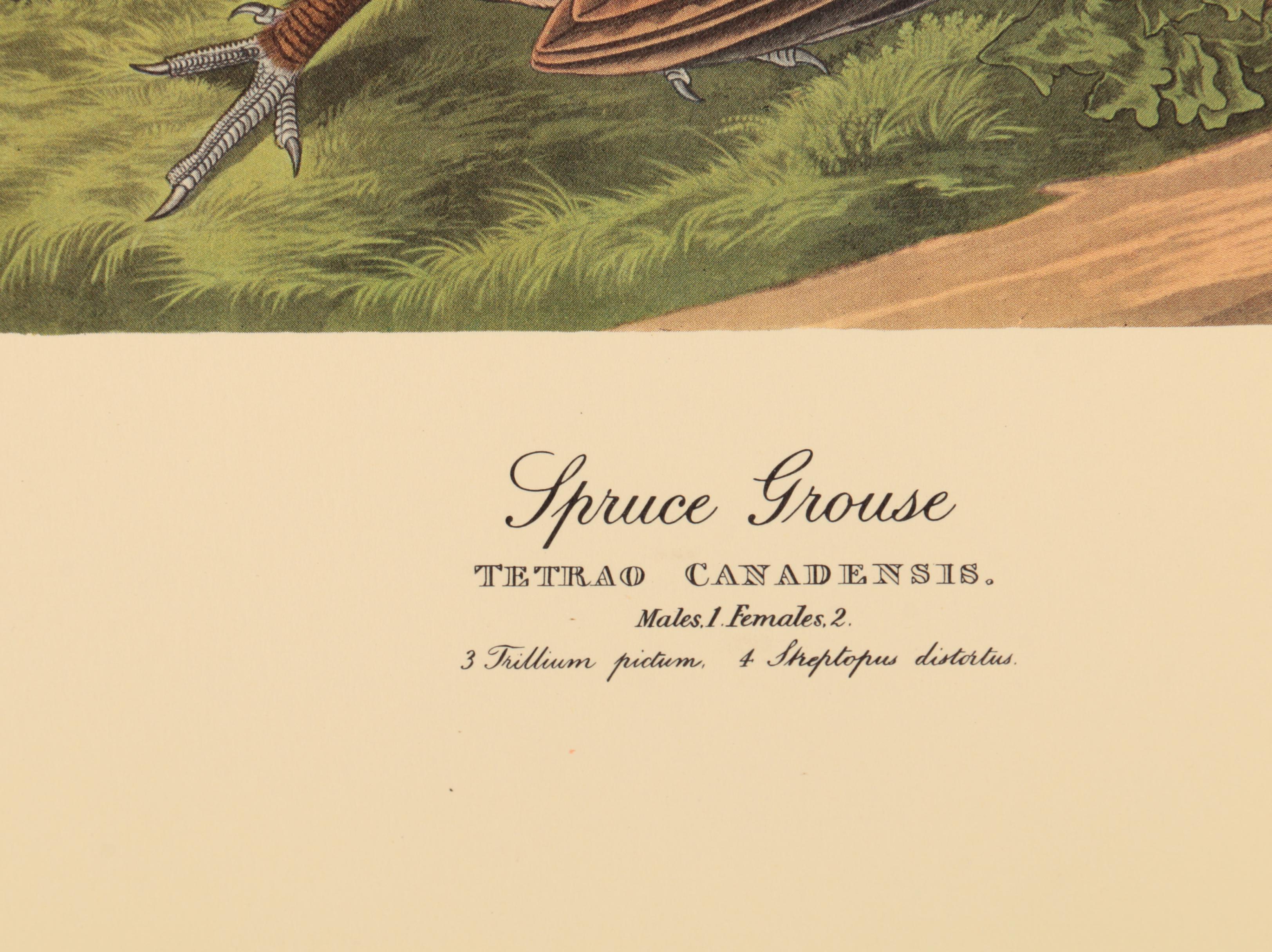 Offset Lithographs after J. J. Audubon and Robert Havell of Birds